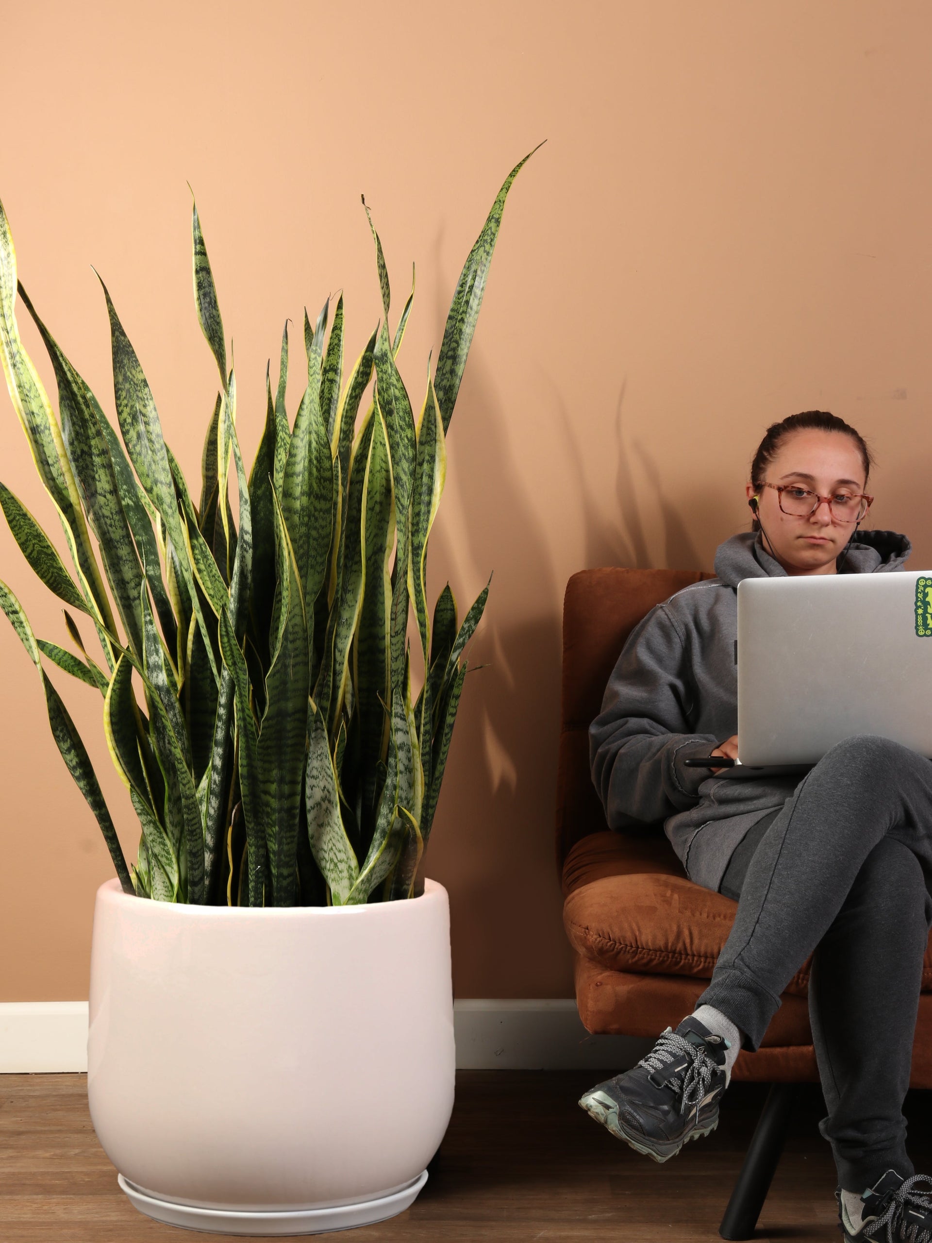 snake plants tall 7-10 FT Snake Plant