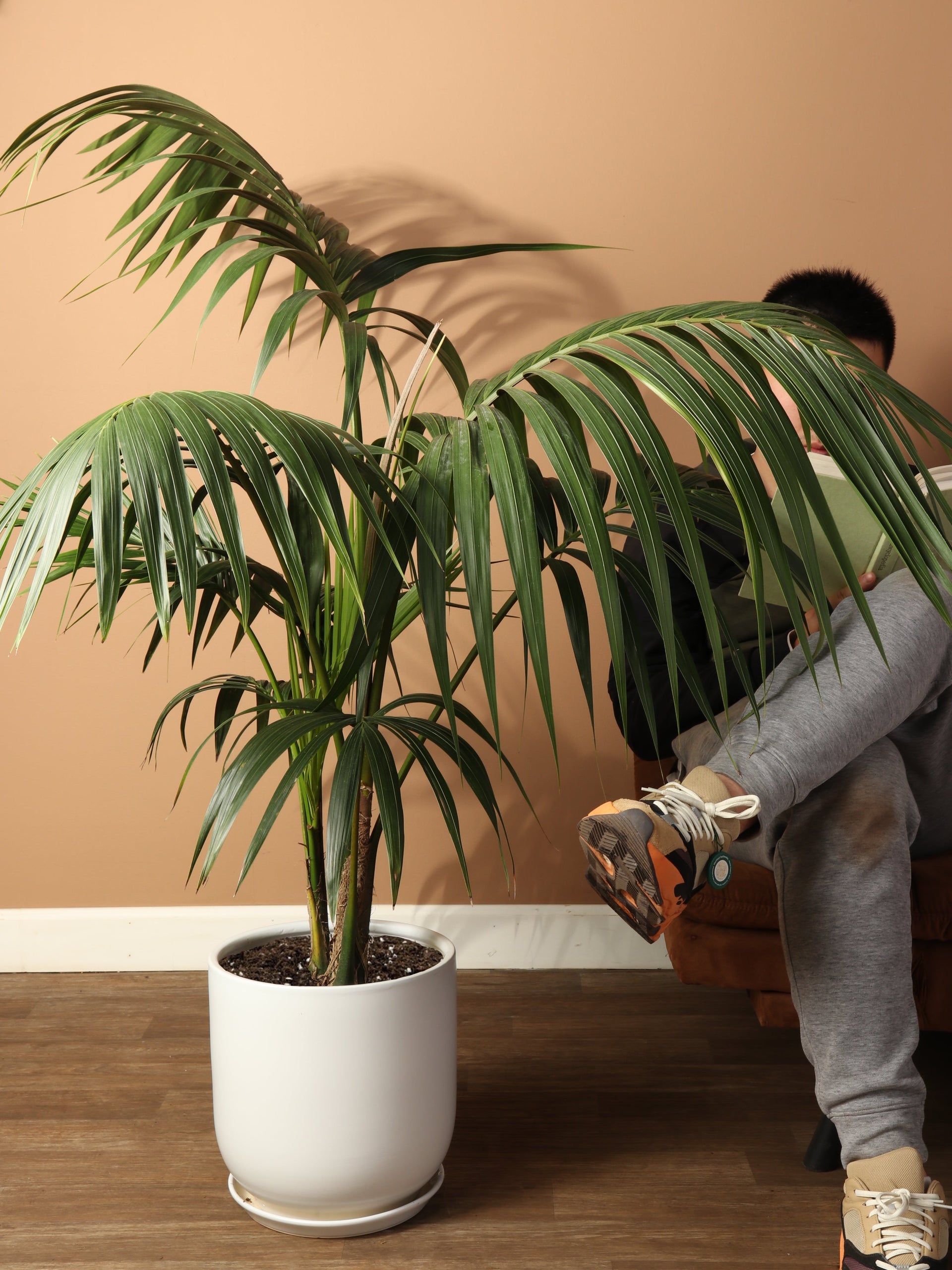3-5 FT Kentia Palm