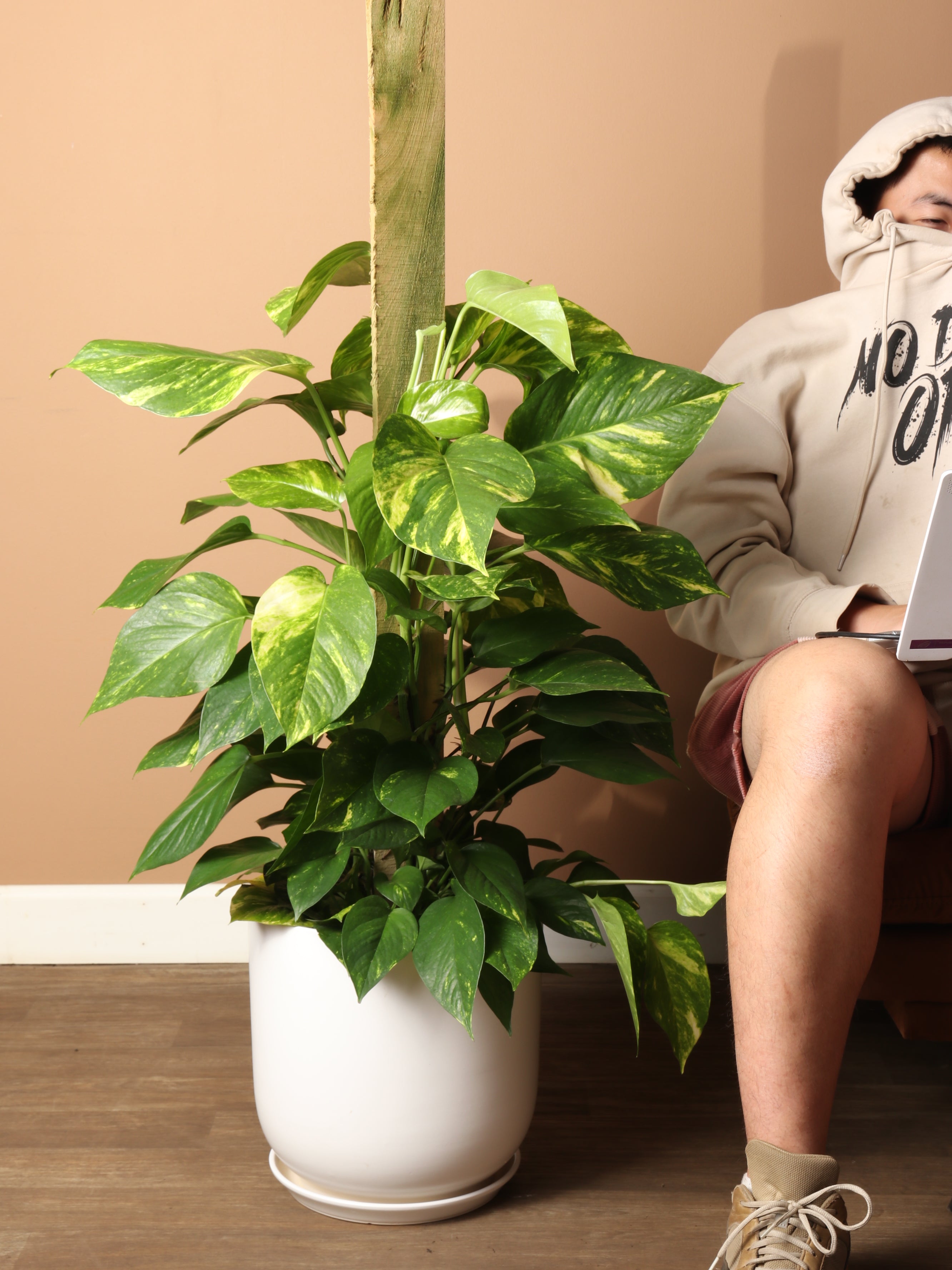 Large Pothos Pole