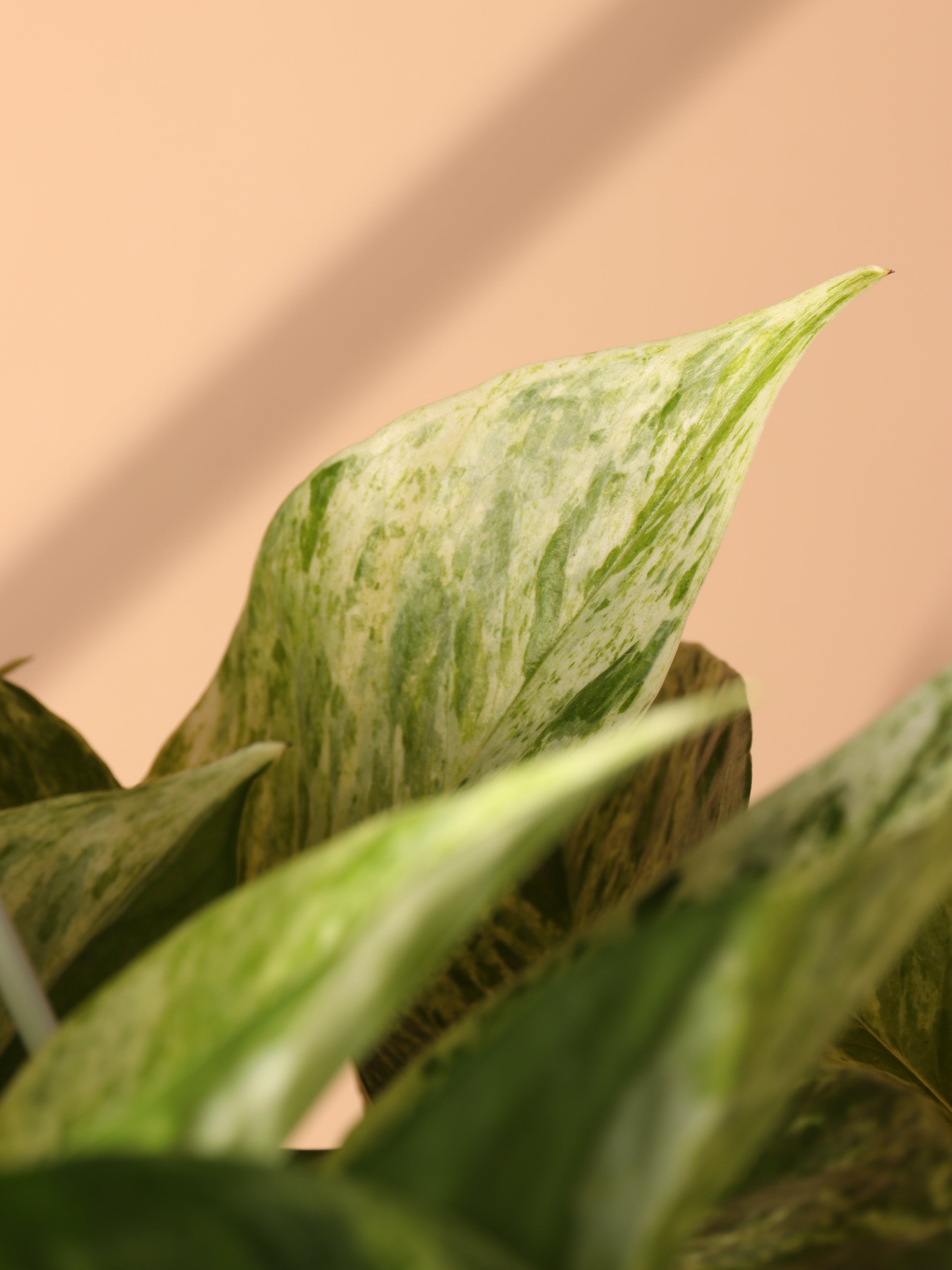 Hanging Marble Queen Pothos