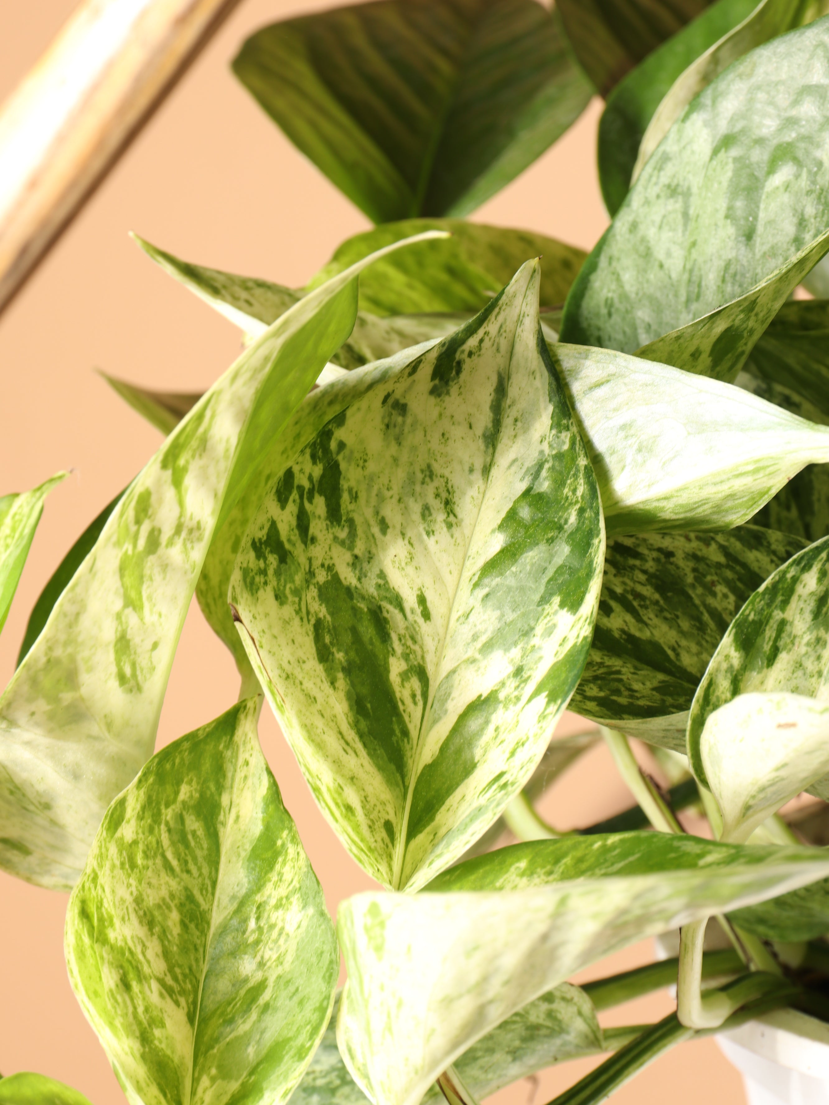 Hanging Marble Queen Pothos