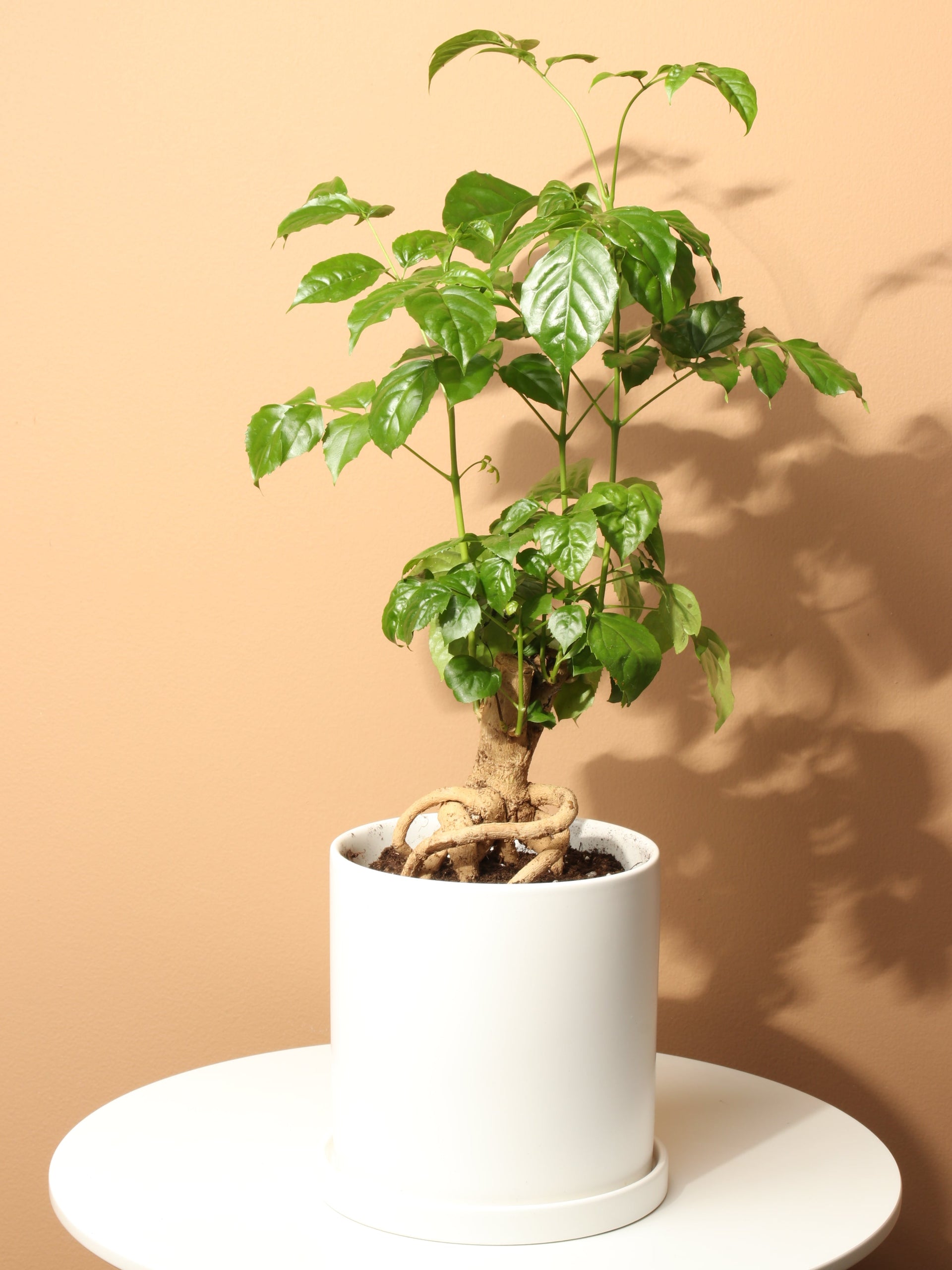 china doll house plant Medium Chinese Doll Plant – Pafe Plants