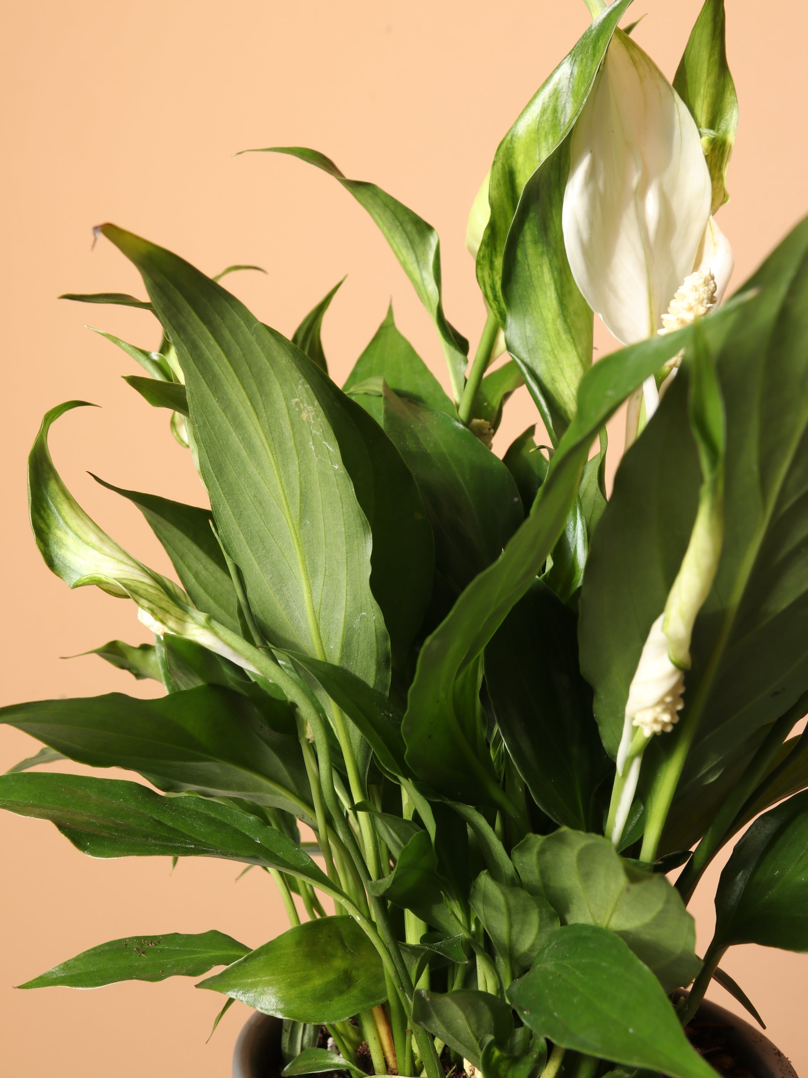 Small Peace Lily