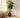 Full Size Money Tree