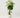 Full Size Money Tree