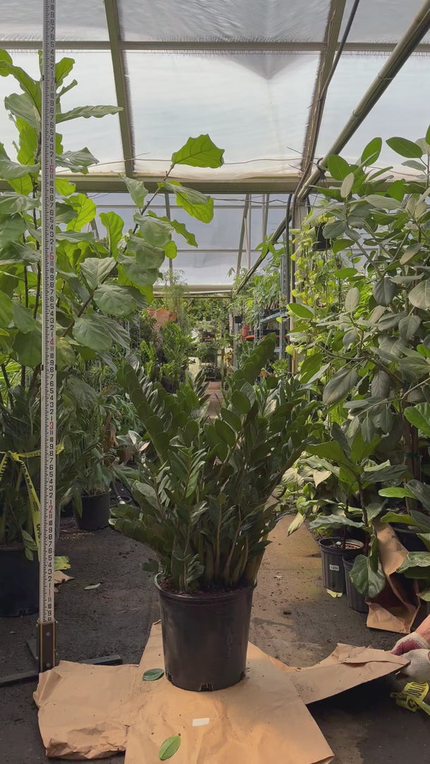 6-8 FT ZZ Plant