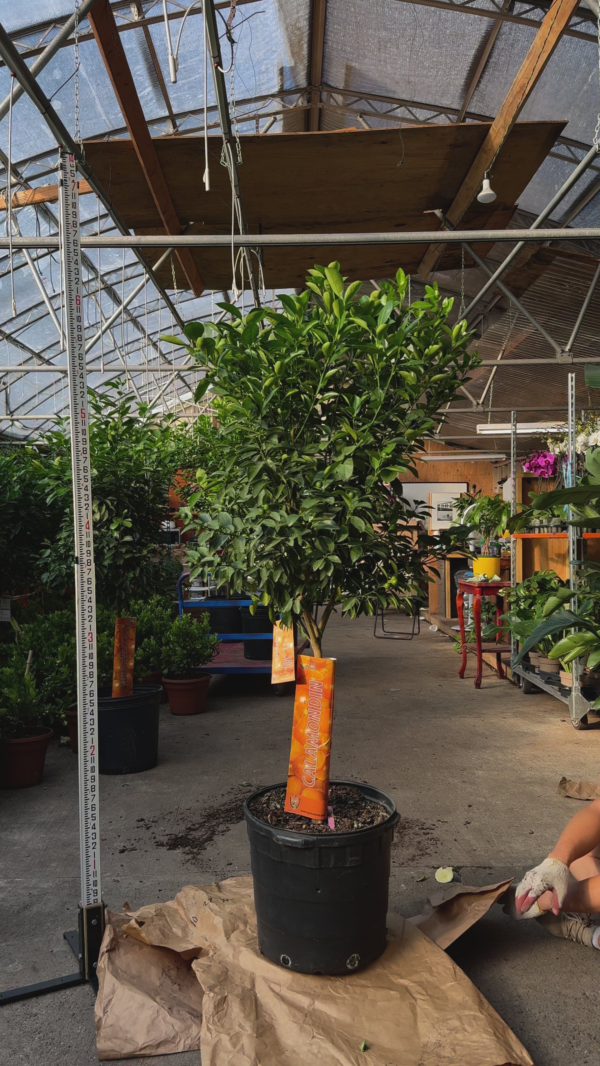 7-10FT Calamondin Tree| Pick the exact one over video call – Pafe Plants