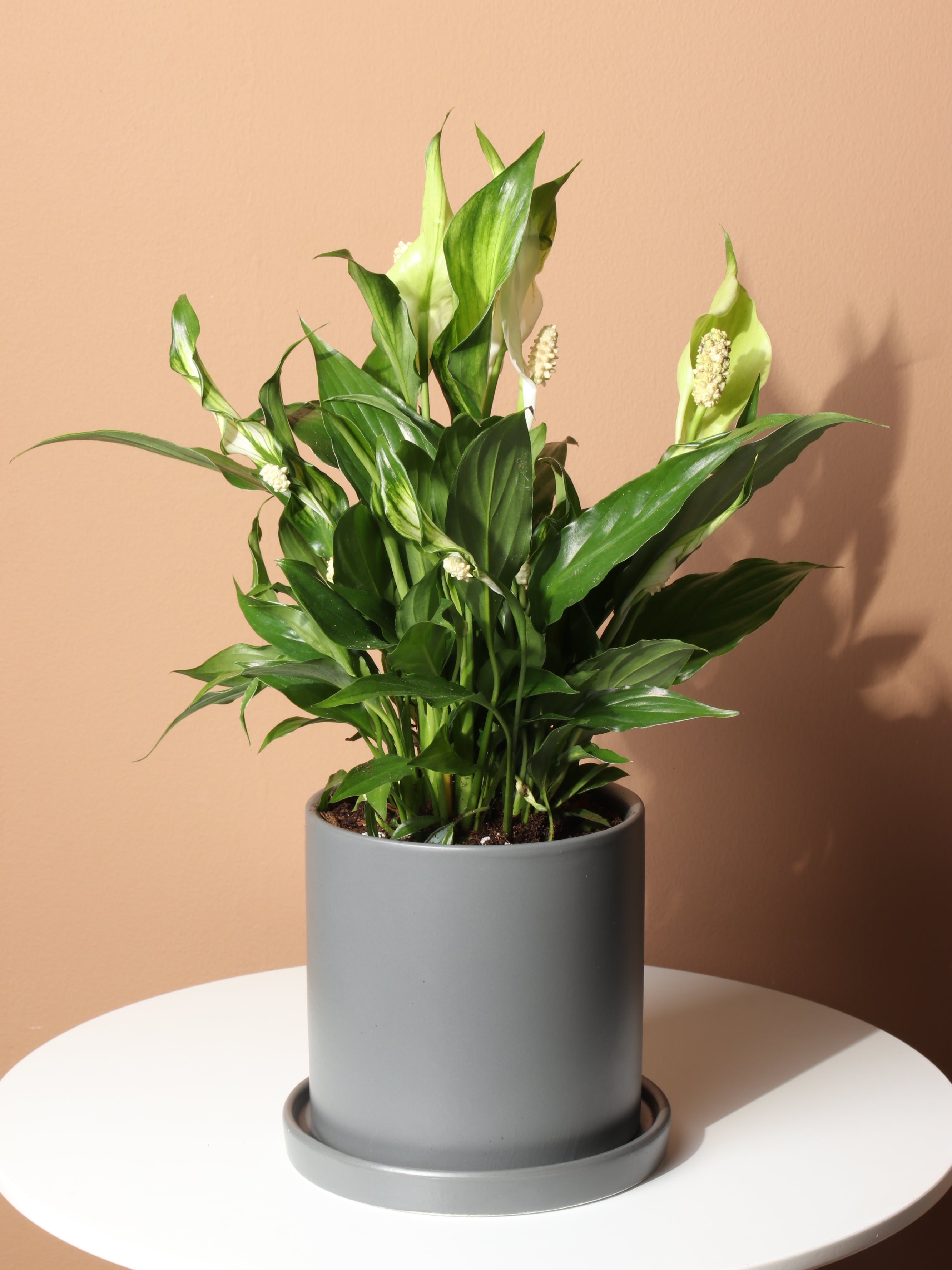 Small Peace Lily