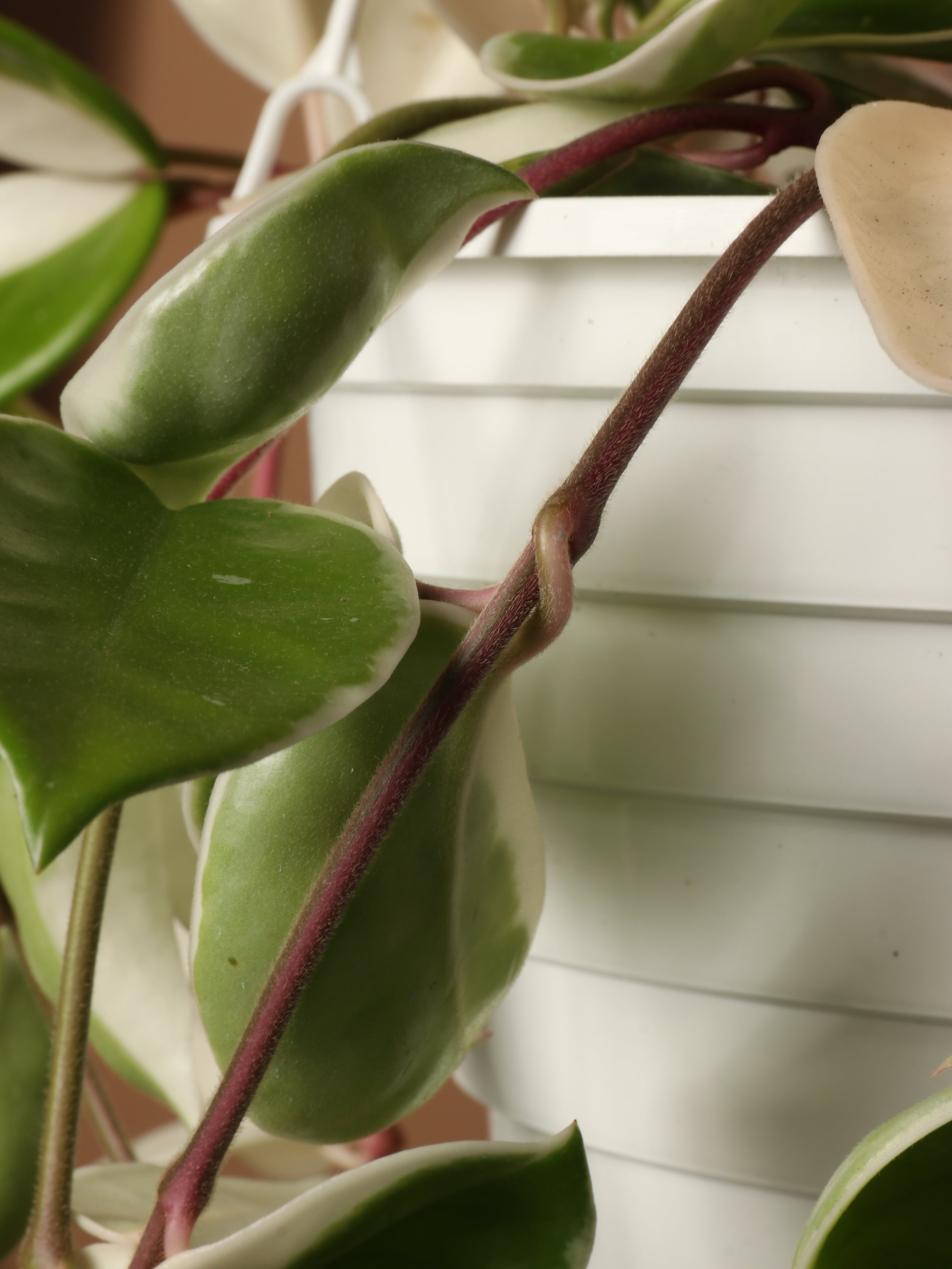 Hanging Hoya 'Krimson Queen'