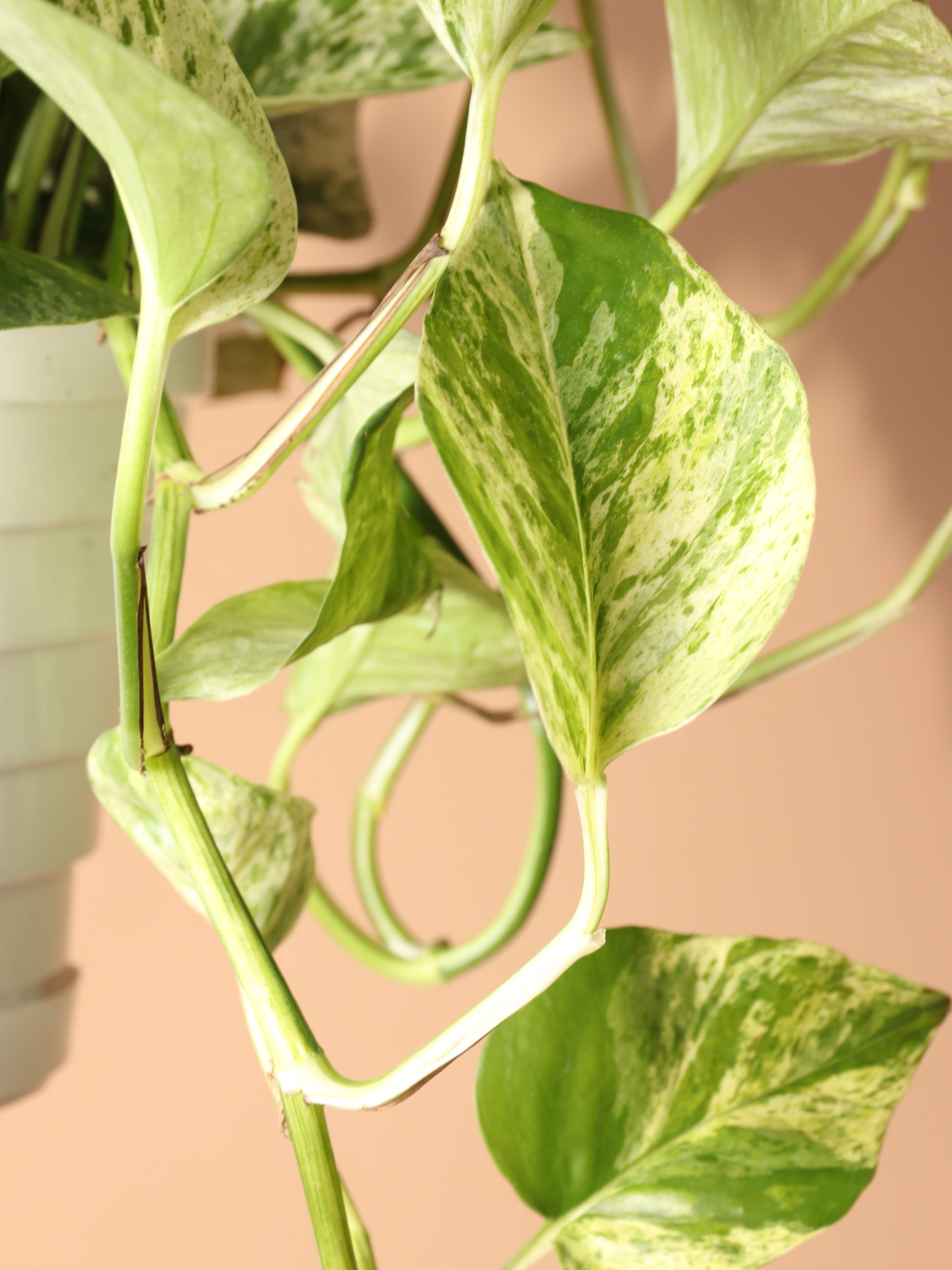 Hanging Marble Queen Pothos