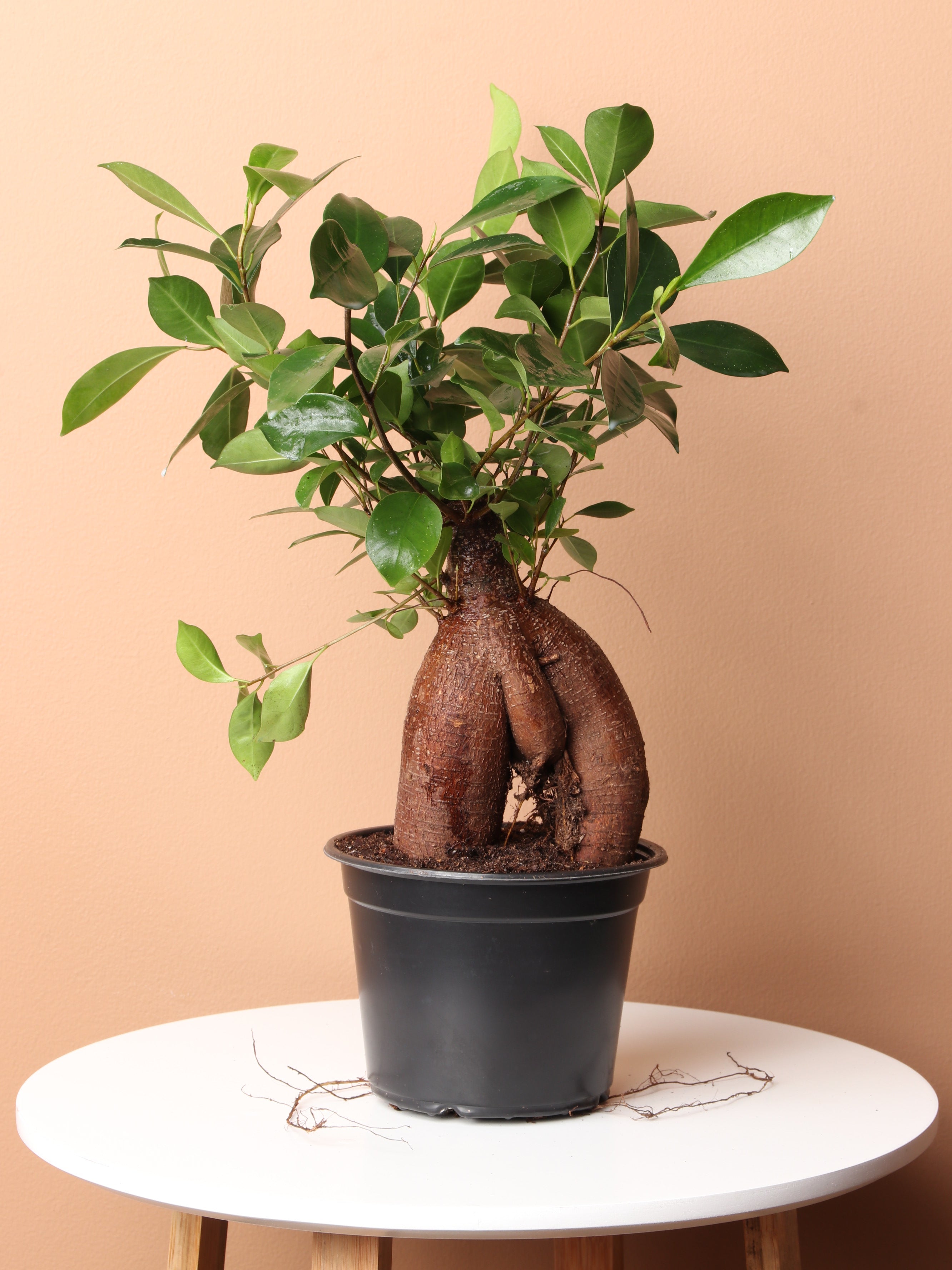 Bonsai Ficus Ginseng - Vivaio Pironti