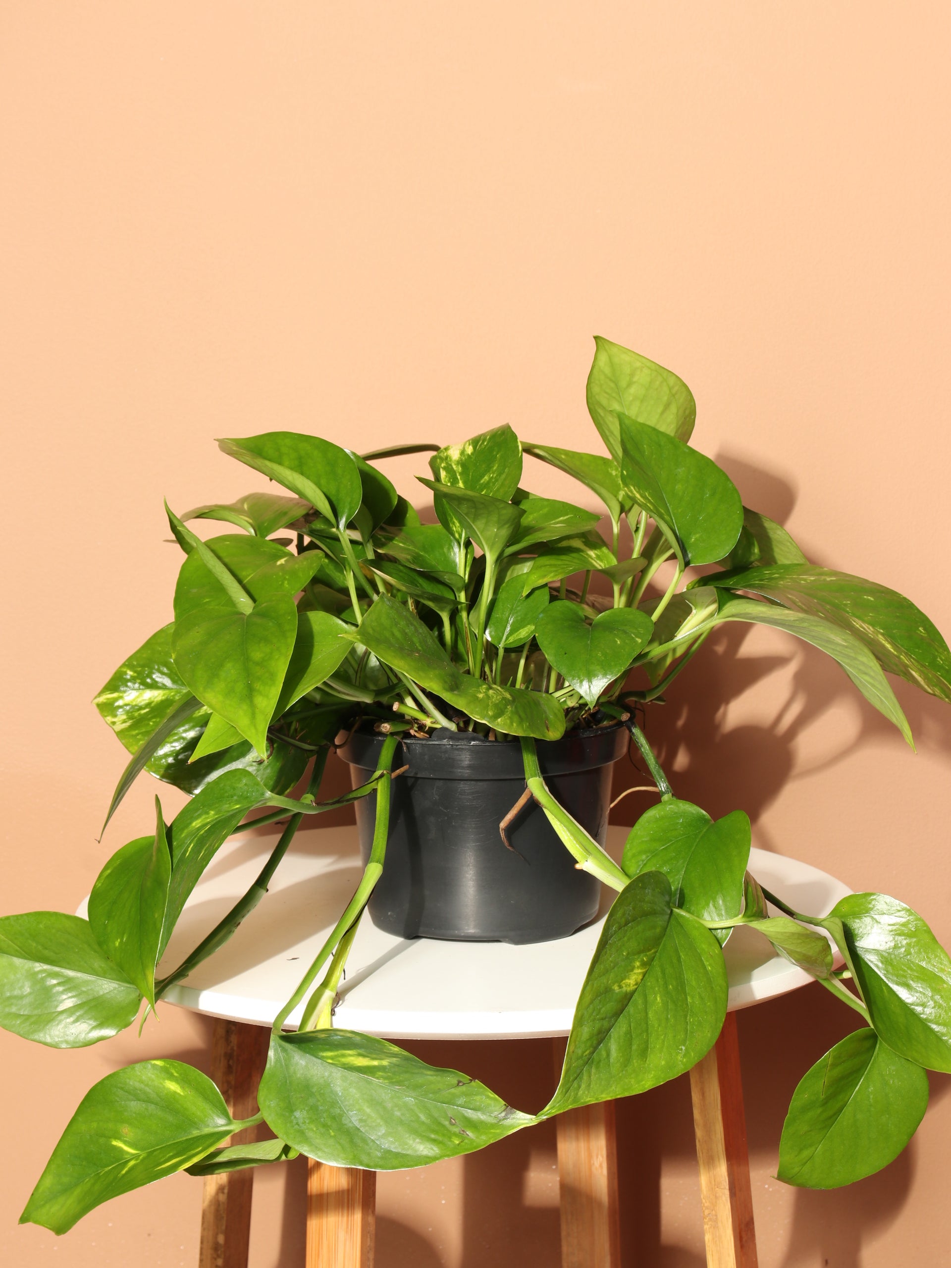 devil's ivy plant seeds Medium Devil's Ivy – Pafe Plants