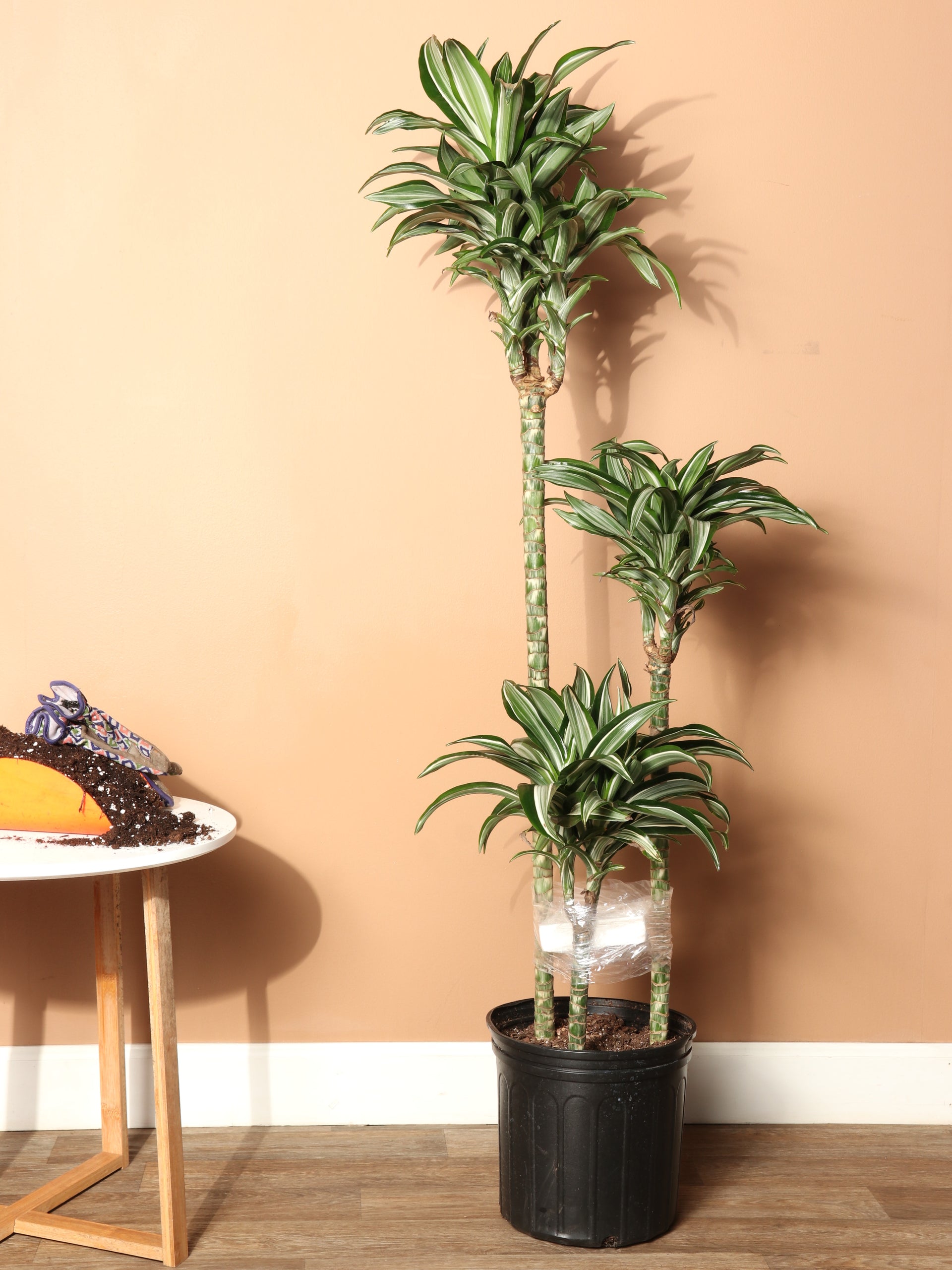 prem dracaena 3-5 Ft Dracaena 'Warneckii'