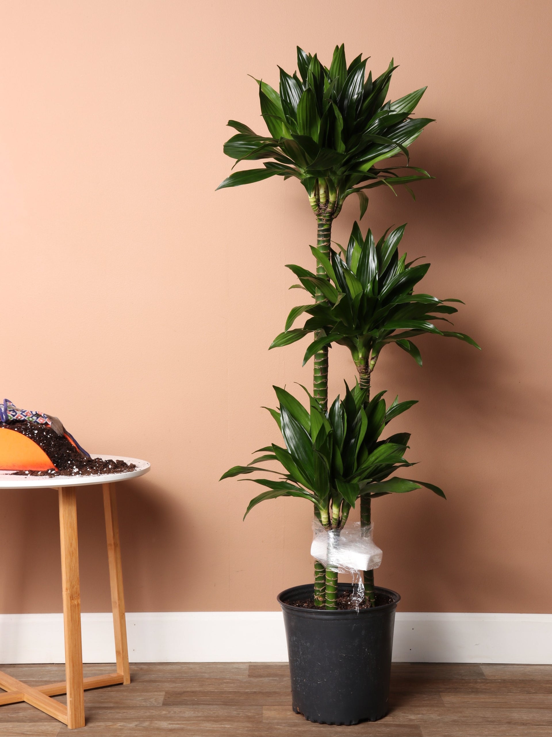 dracaena capital management 3-5ft Dracaena 'Compacta'