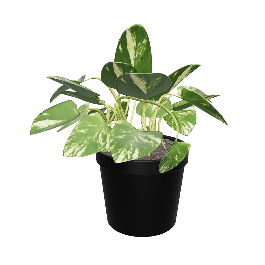 Medium Marble Queen Pothos - Pafe Plants 3D