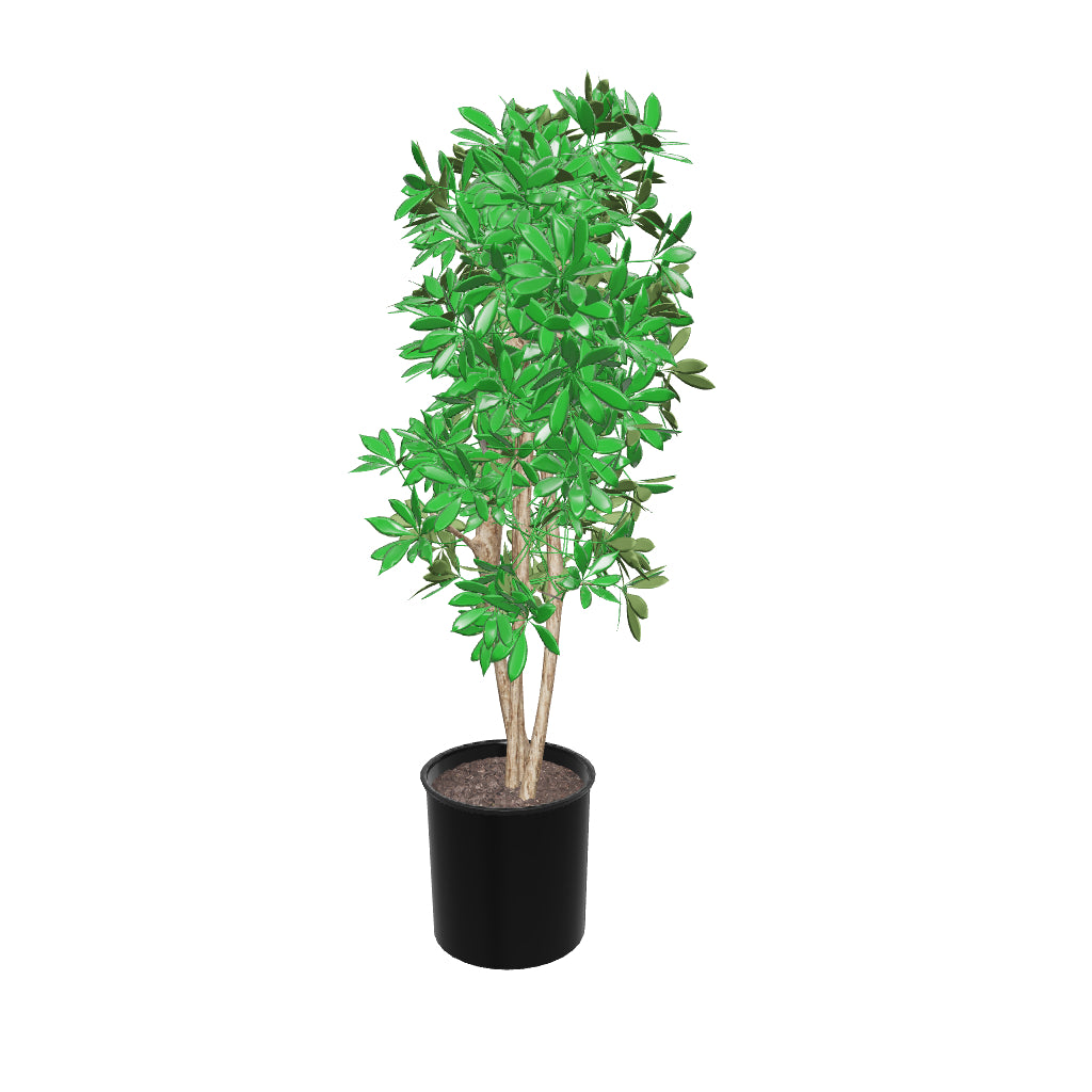 Large Schefflera 'Arboricola' - 3D Pafe Plants