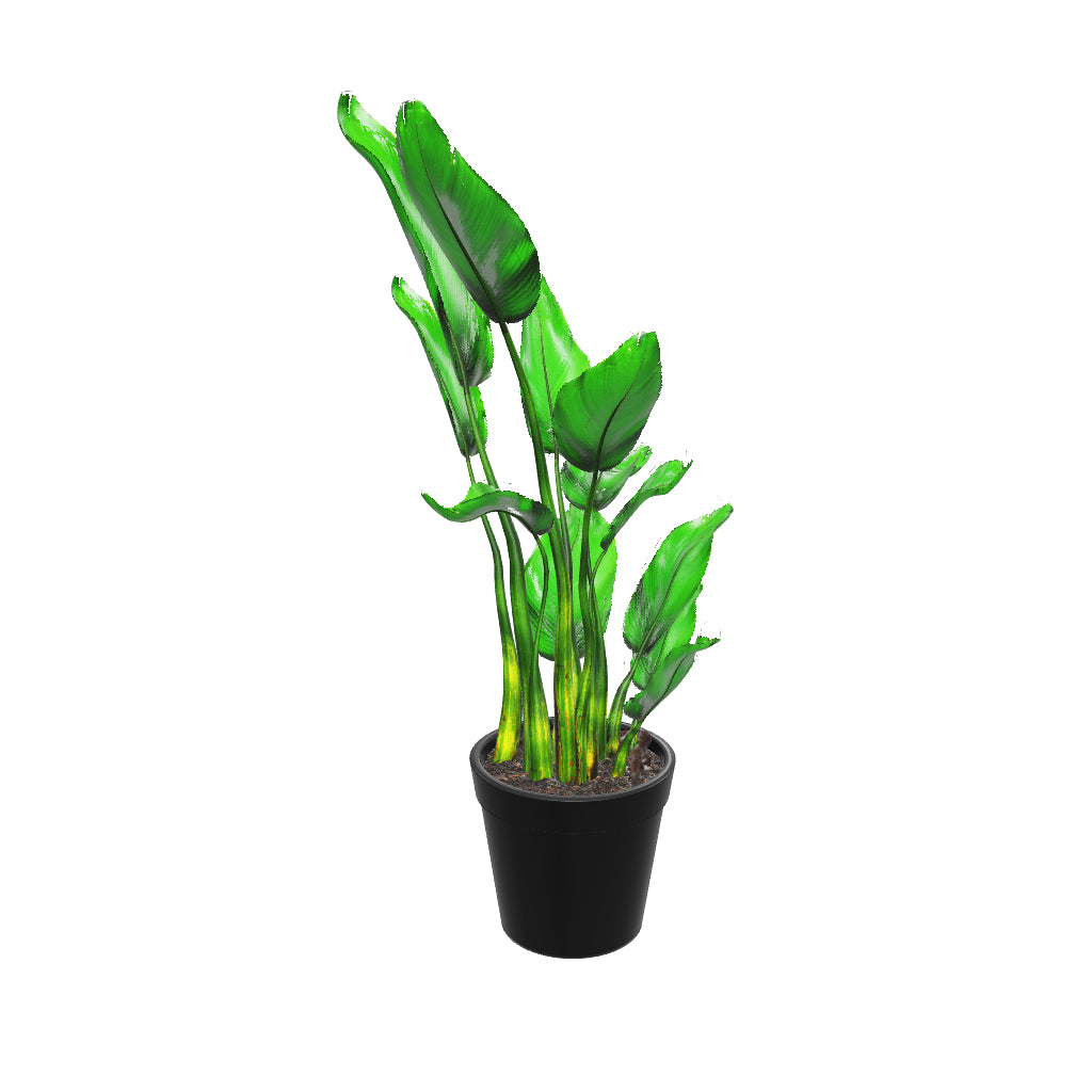 Large Bird Of Paradise - Pafe Plants 3D