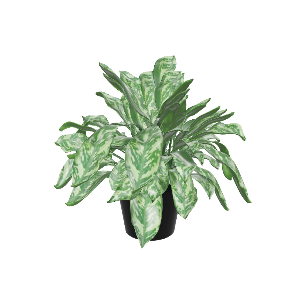 Large Chinese Evergreen 'Maria' - 3D Pafe Plants