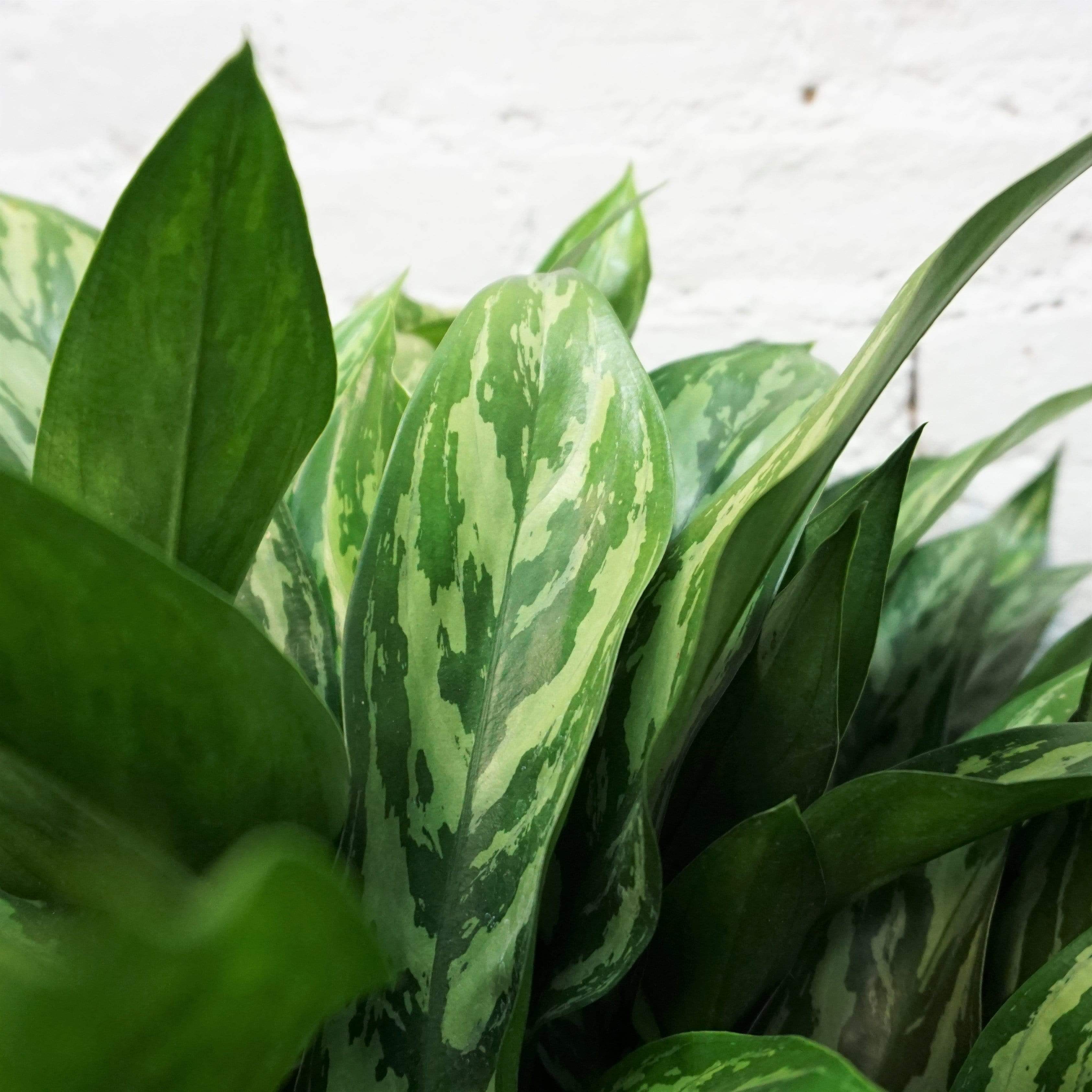 Large Chinese Evergreen 'Maria' - Pafe Plants