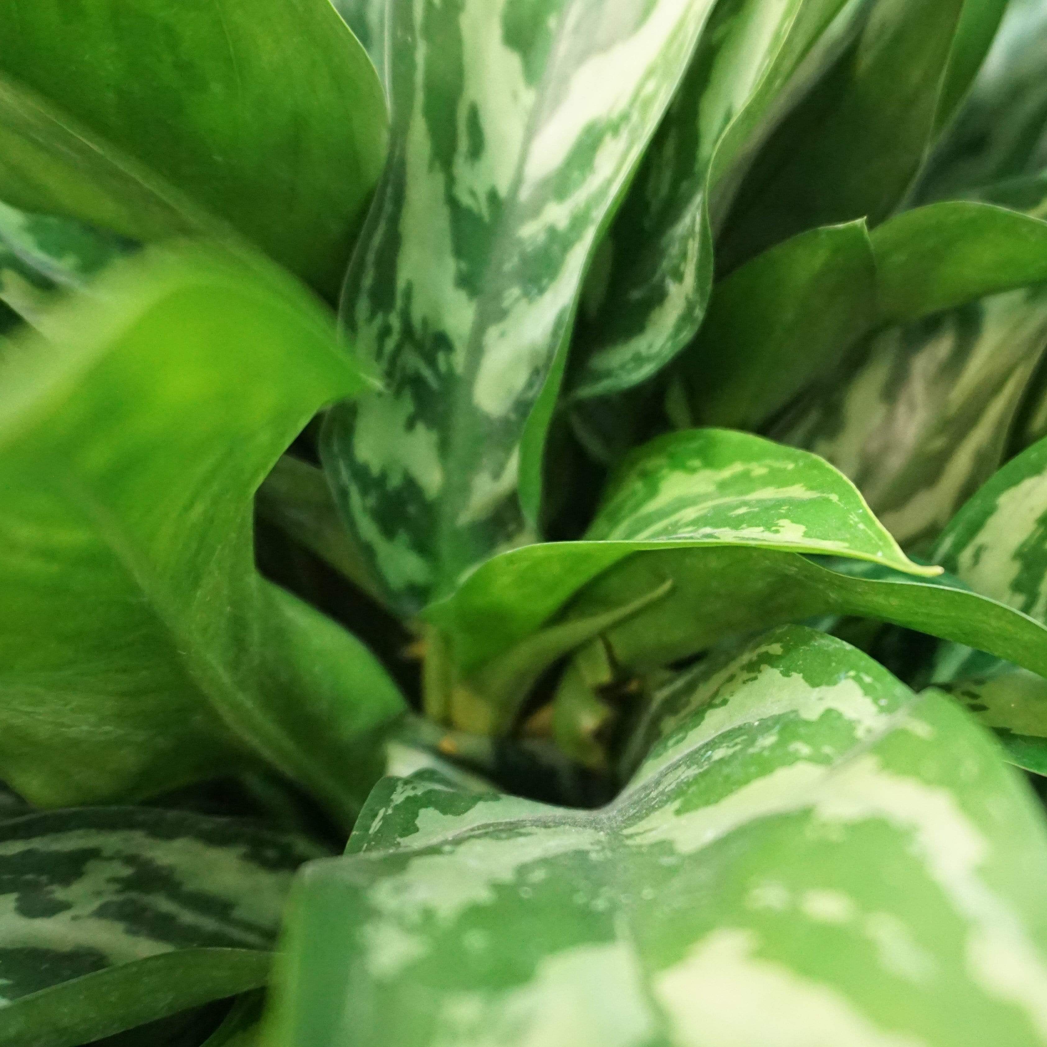 Large Chinese Evergreen 'Maria' - Pafe Plants