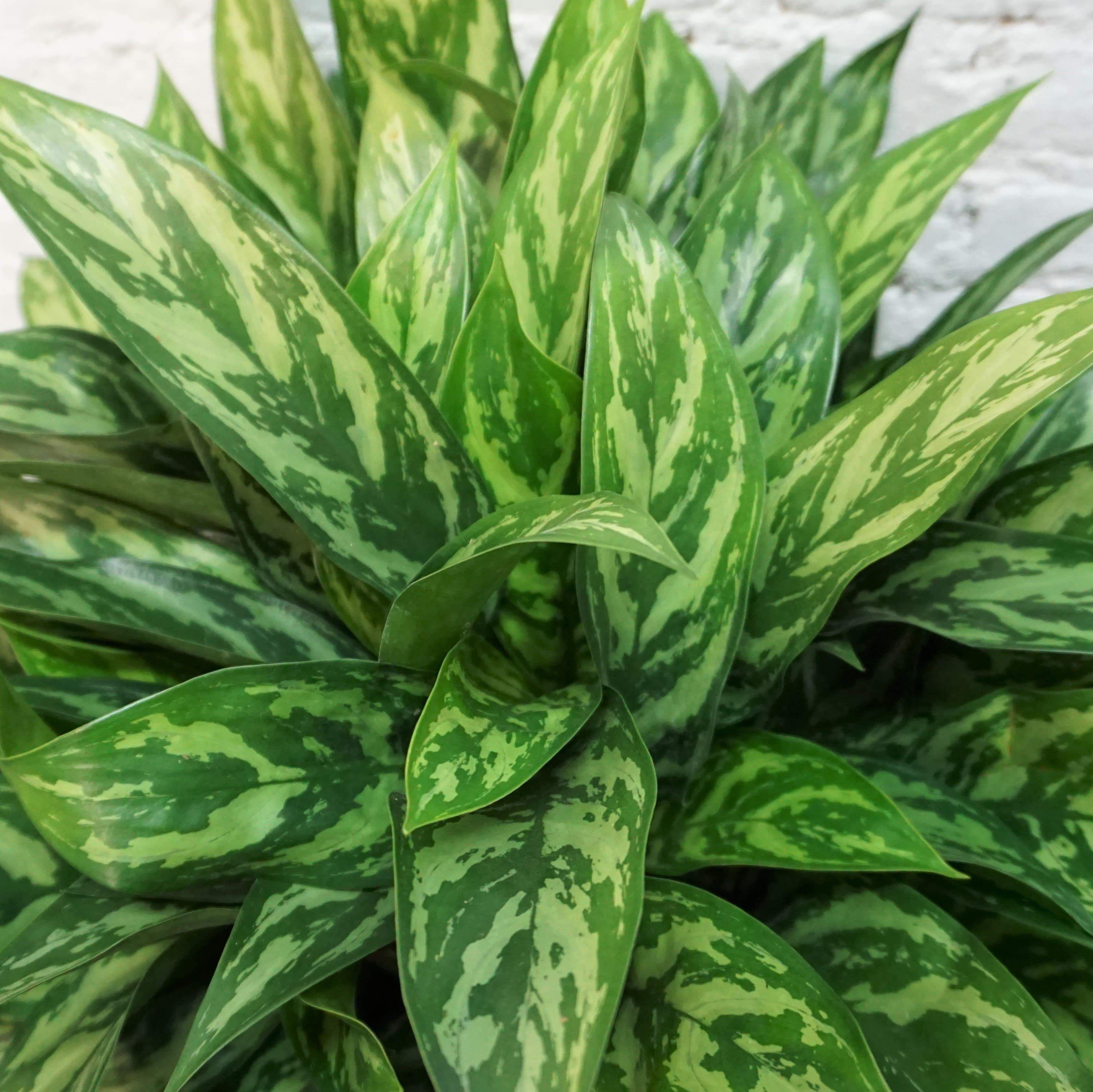 Large Chinese Evergreen 'Maria' - Pafe Plants