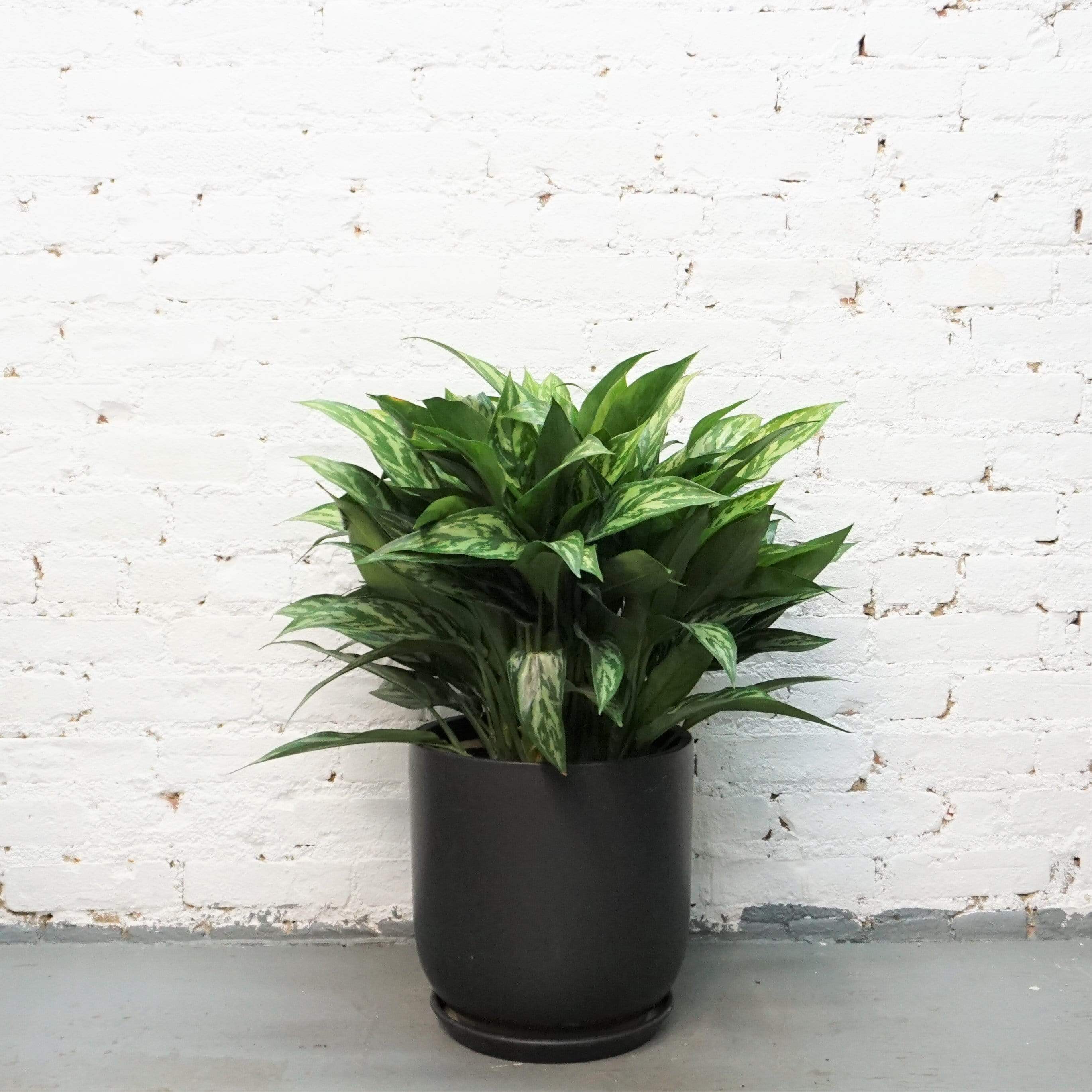 Large Chinese Evergreen 'Maria' - Pafe Plants