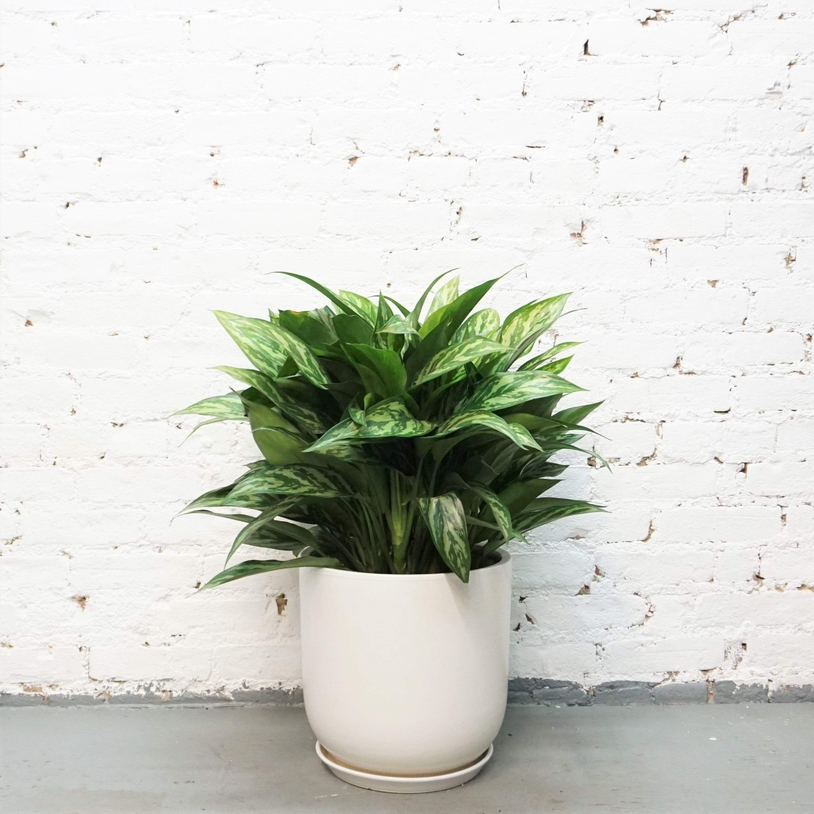 Large Chinese Evergreen 'Maria' - Pafe Plants