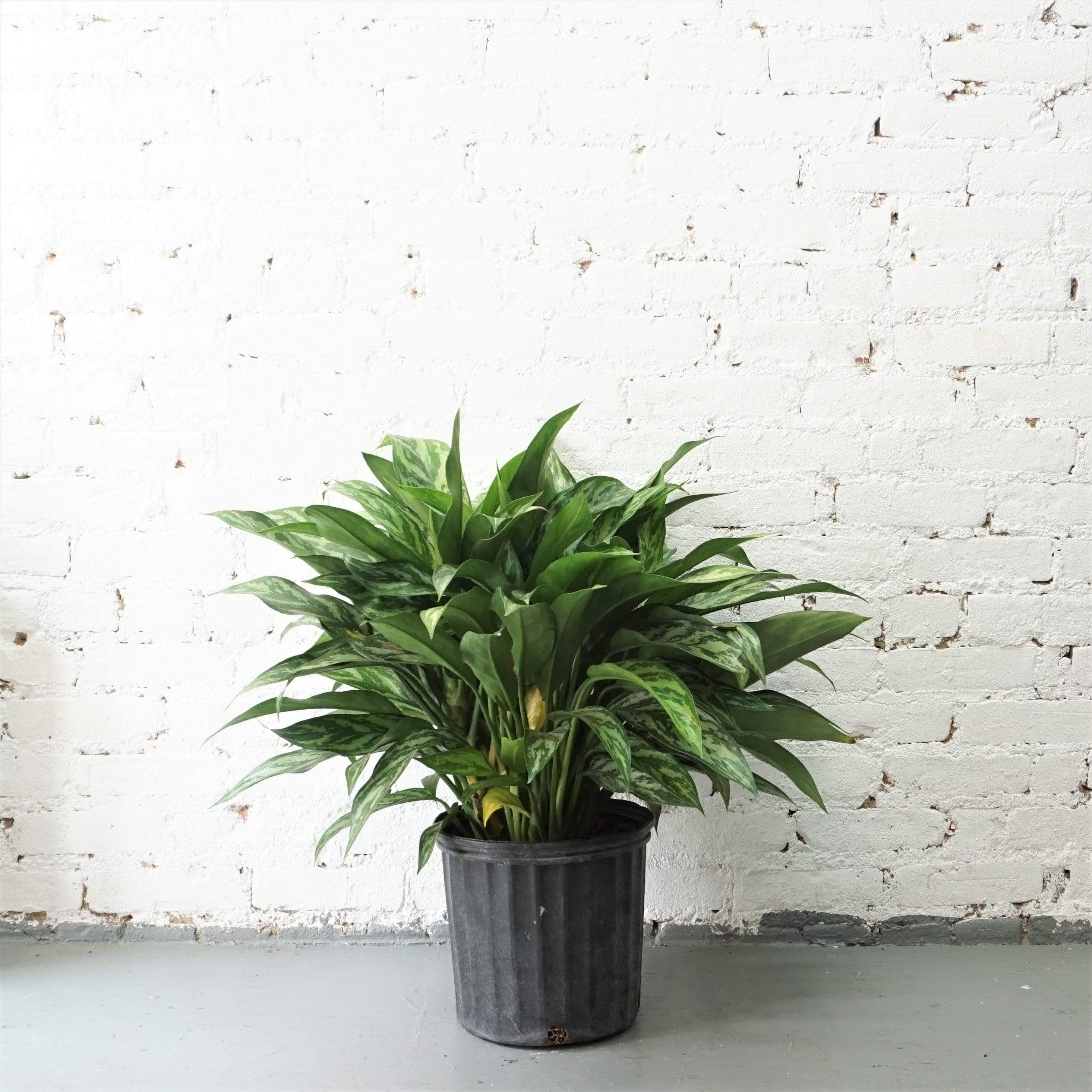 Large Chinese Evergreen 'Maria' - Pafe Plants