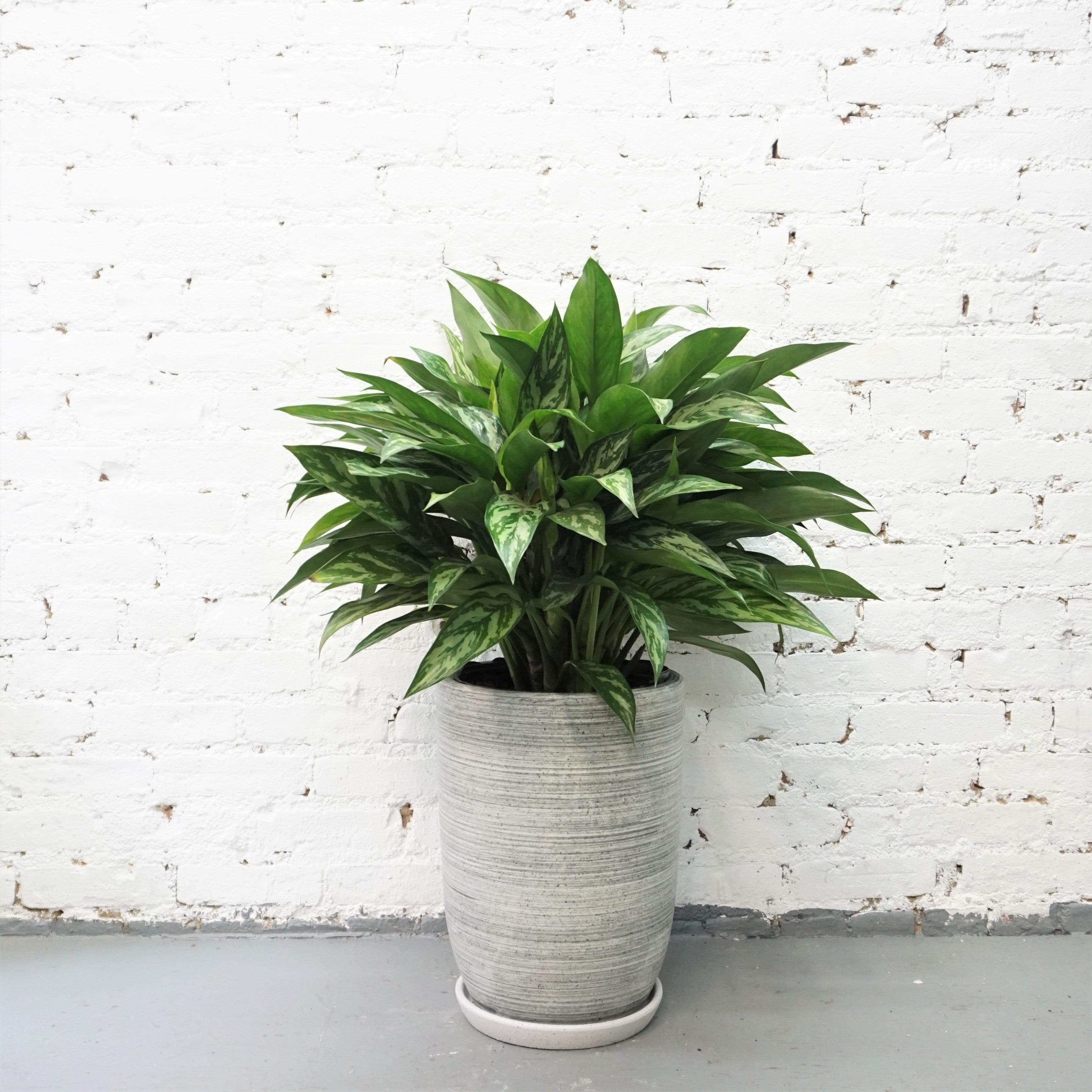 Large Chinese Evergreen 'Maria' - Pafe Plants