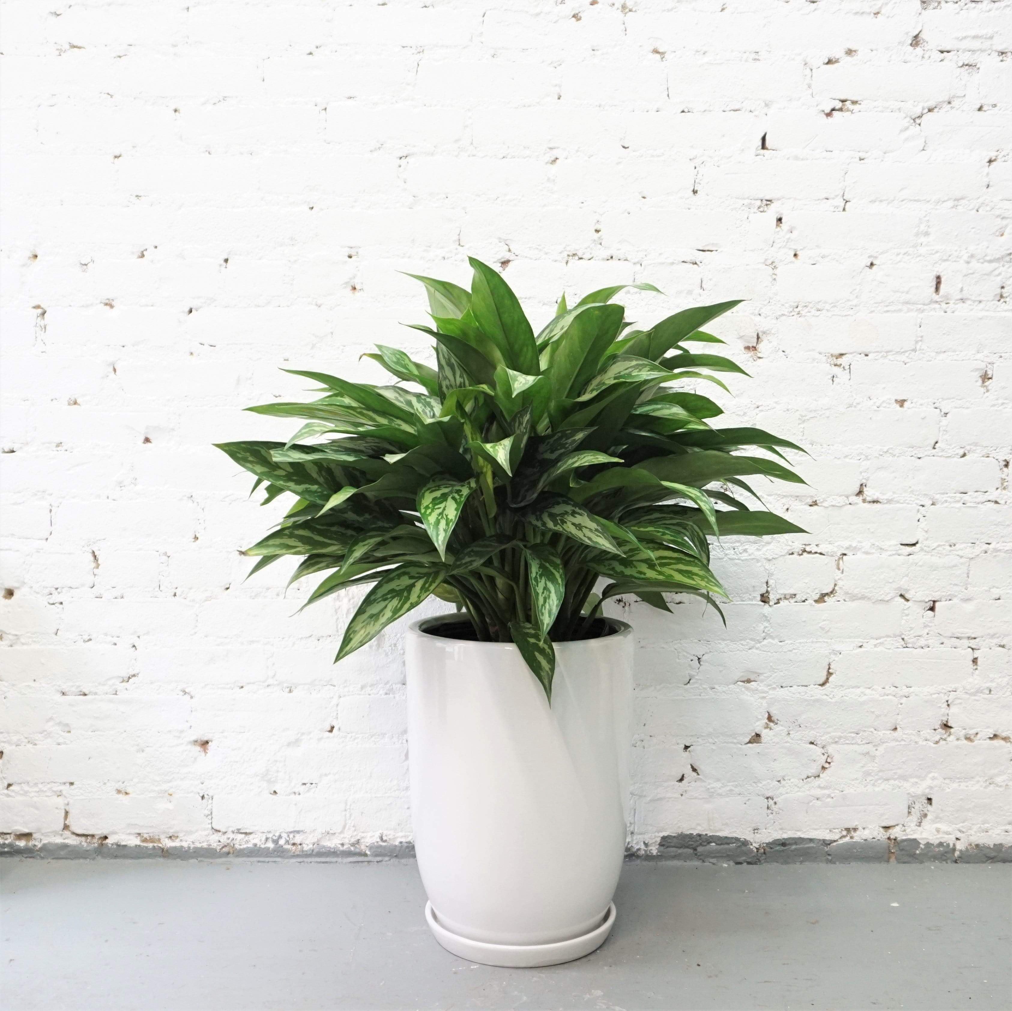 Large Chinese Evergreen 'Maria' - Pafe Plants