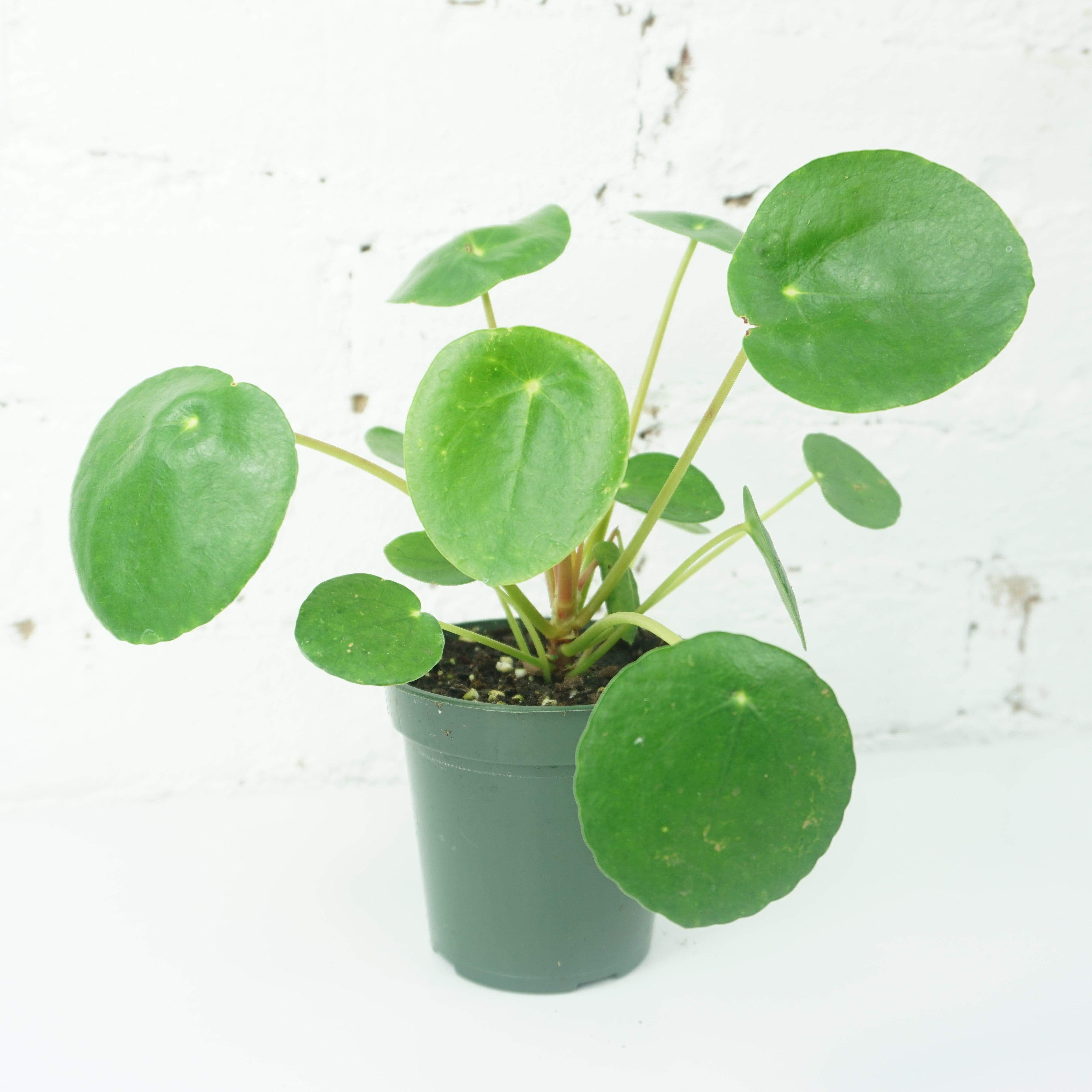 Small Pilea Peperomioides - Pafe Plants