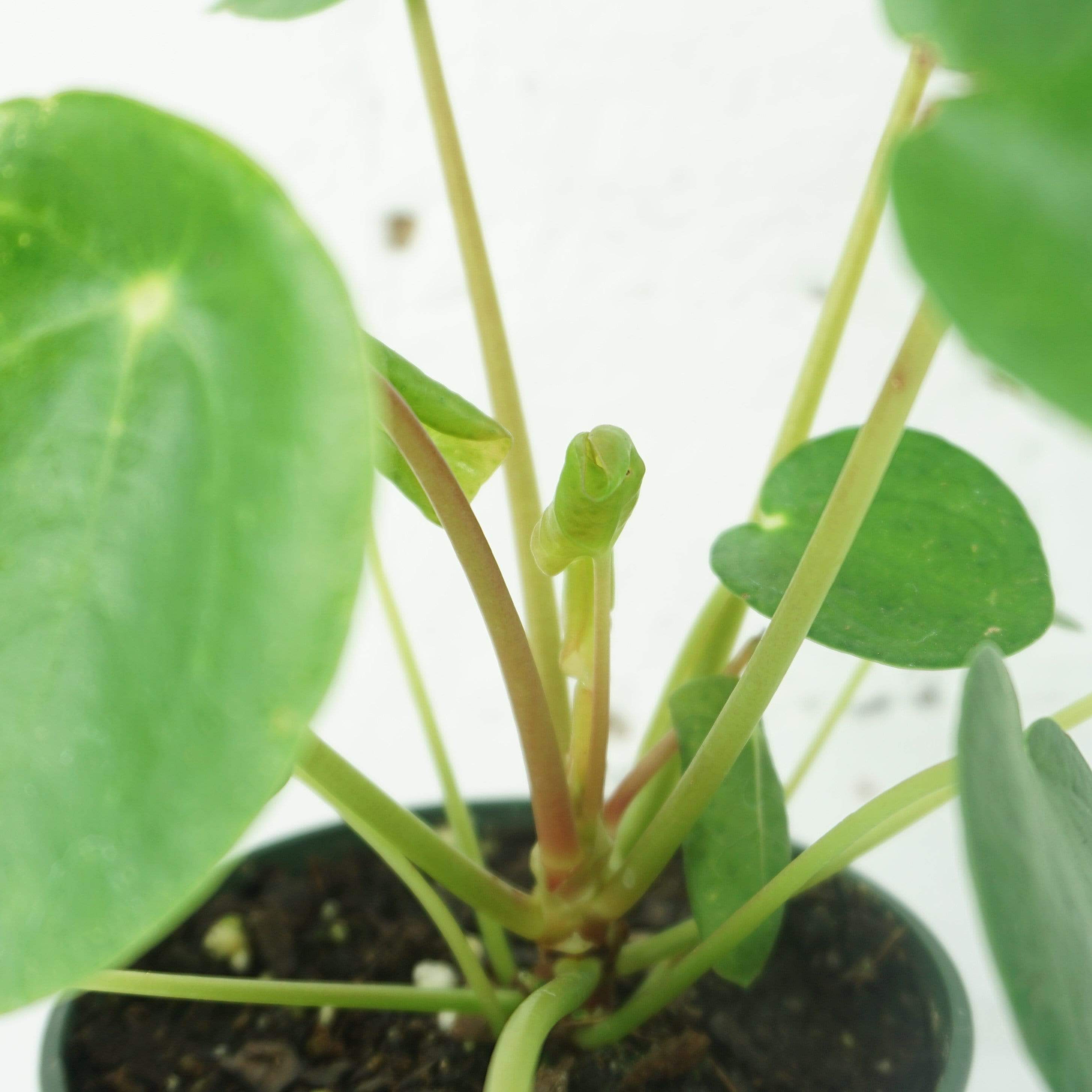 Small Pilea Peperomioides - Pafe Plants