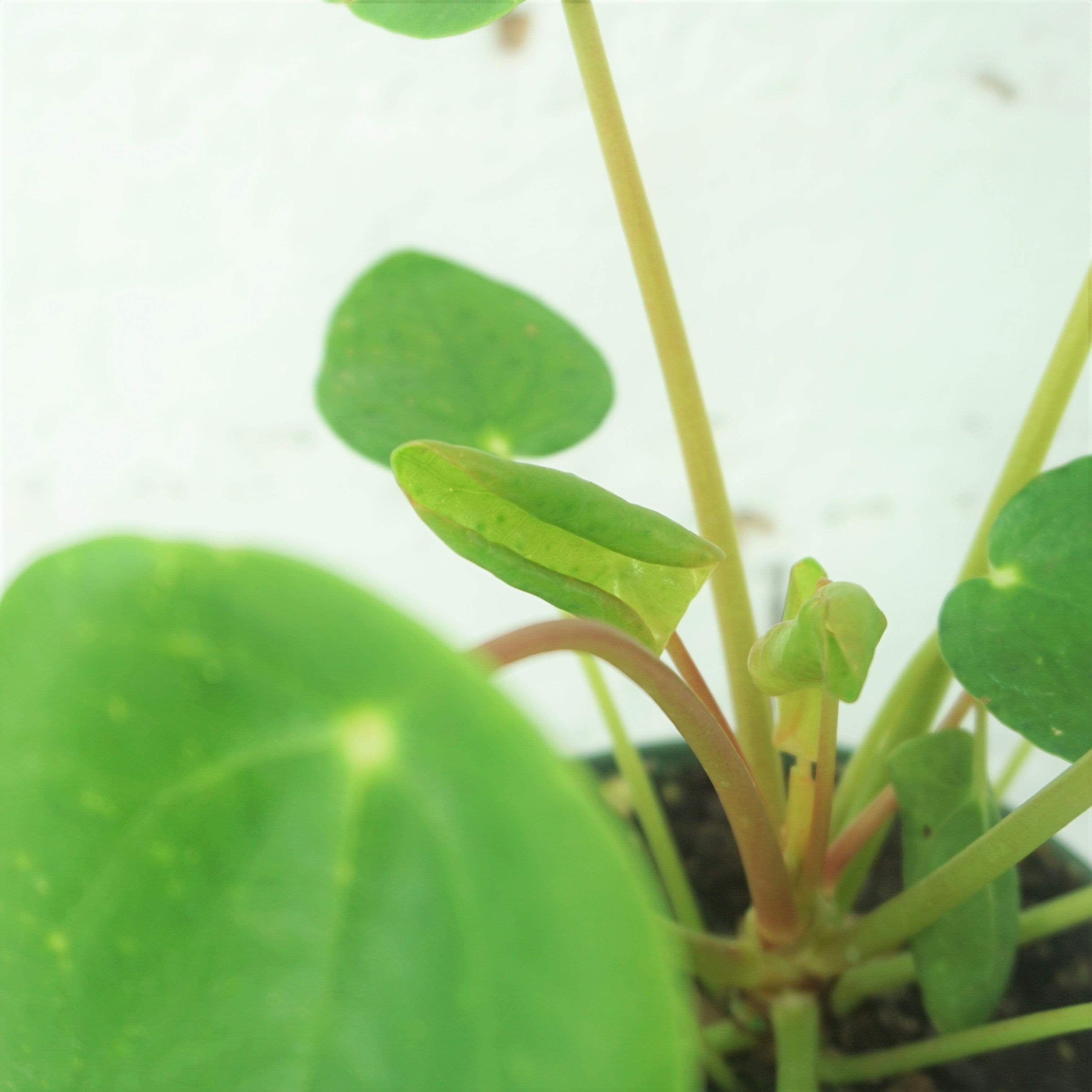 Small Pilea Peperomioides - Pafe Plants