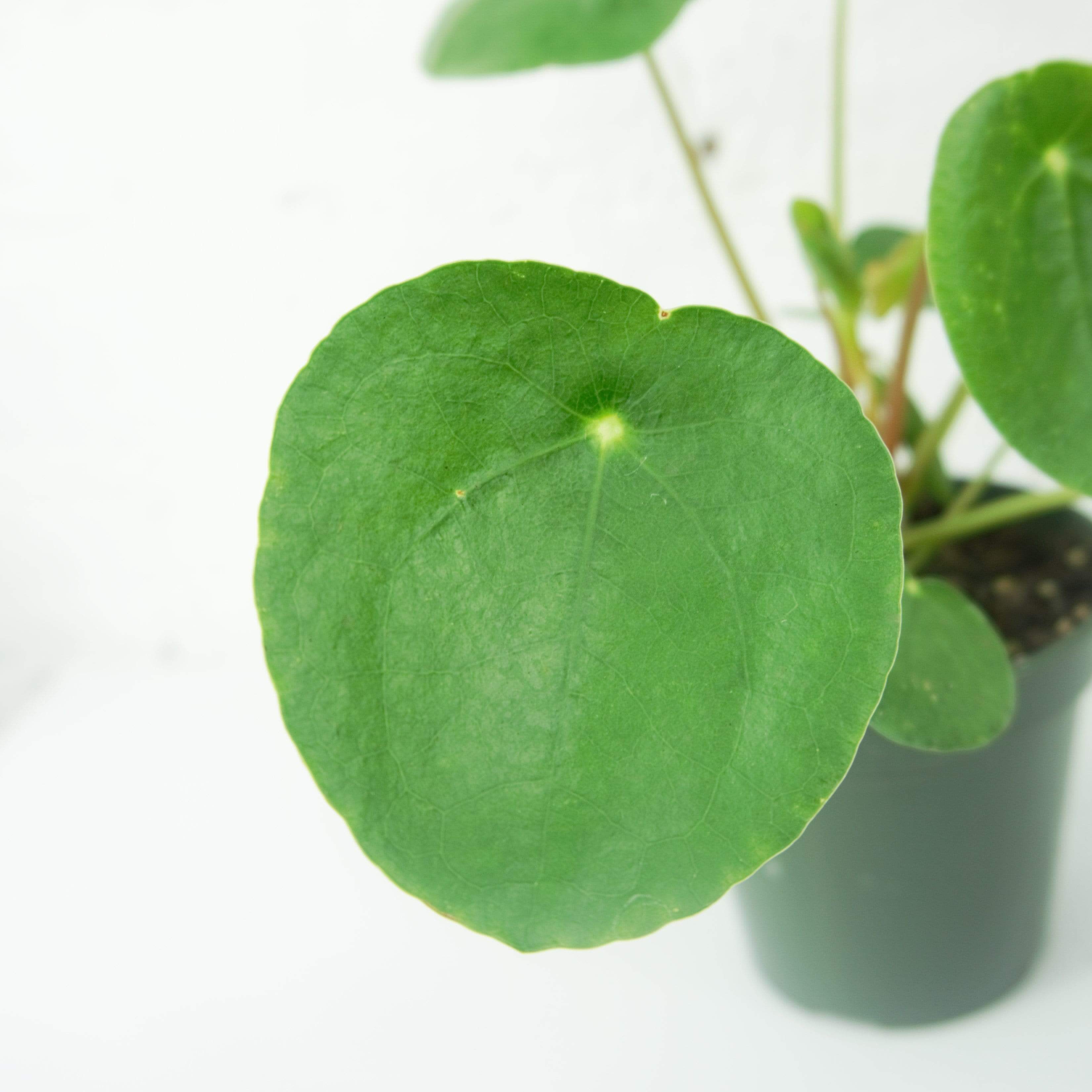 Small Pilea Peperomioides - Pafe Plants