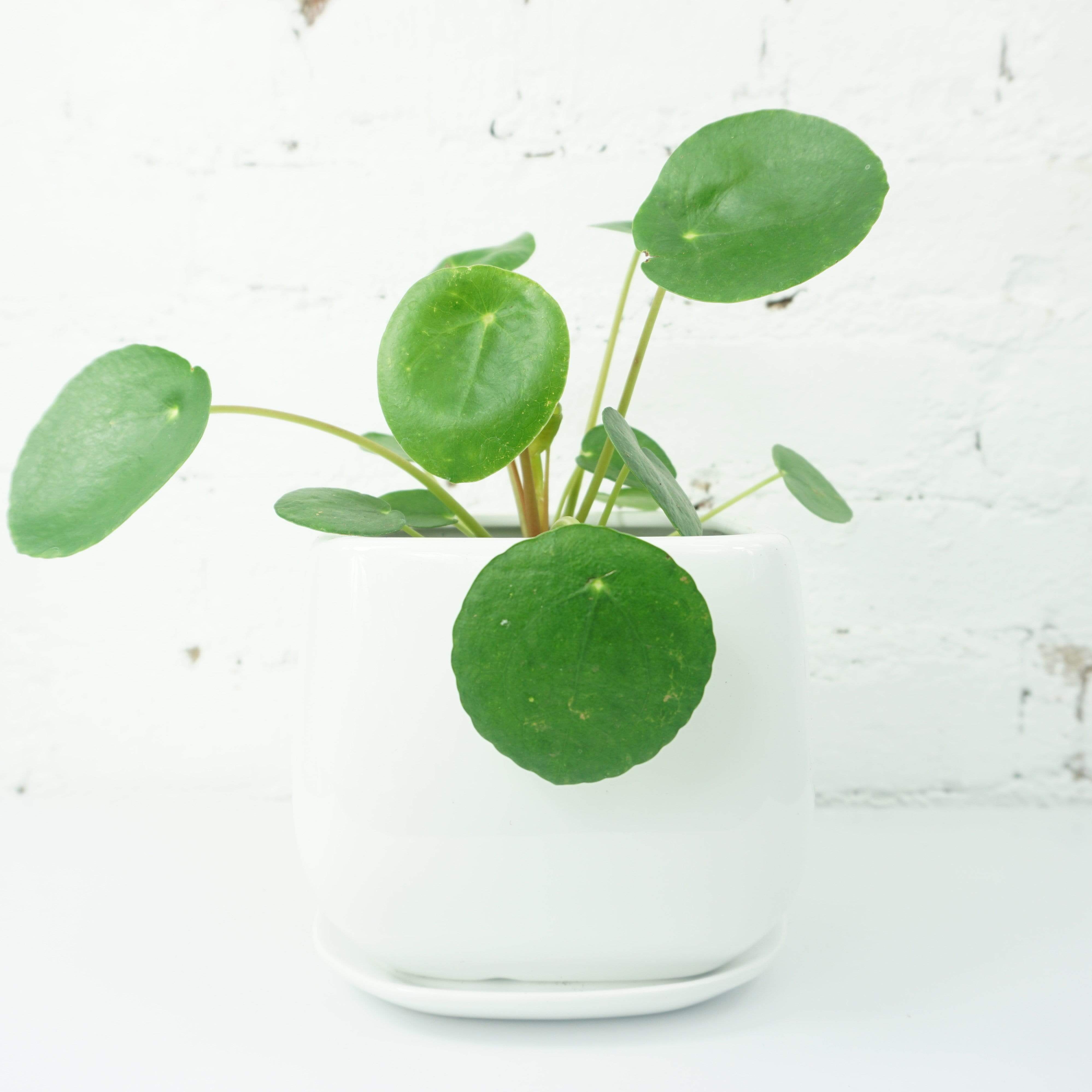 Small Pilea Peperomioides - Pafe Plants