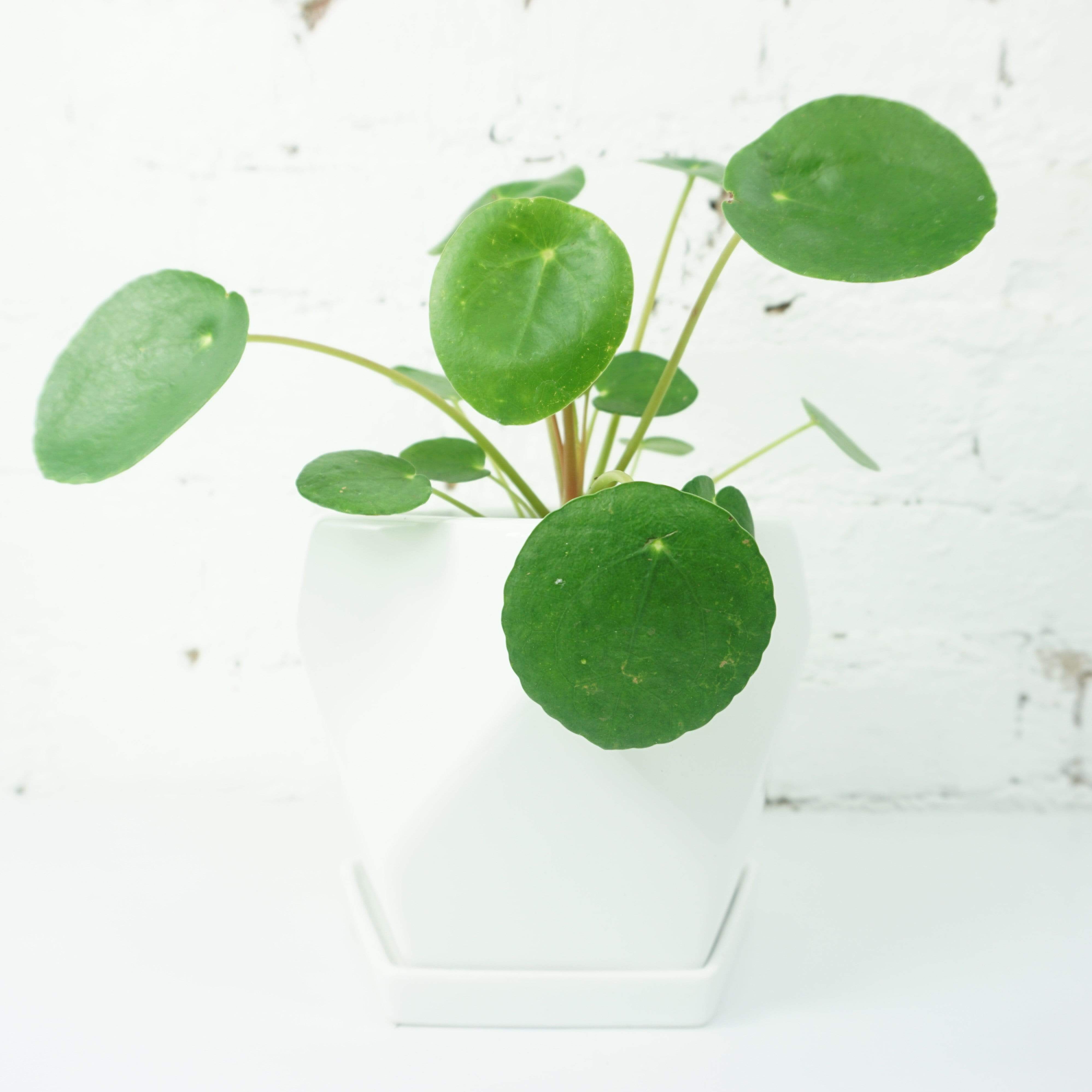 Small Pilea Peperomioides - Pafe Plants