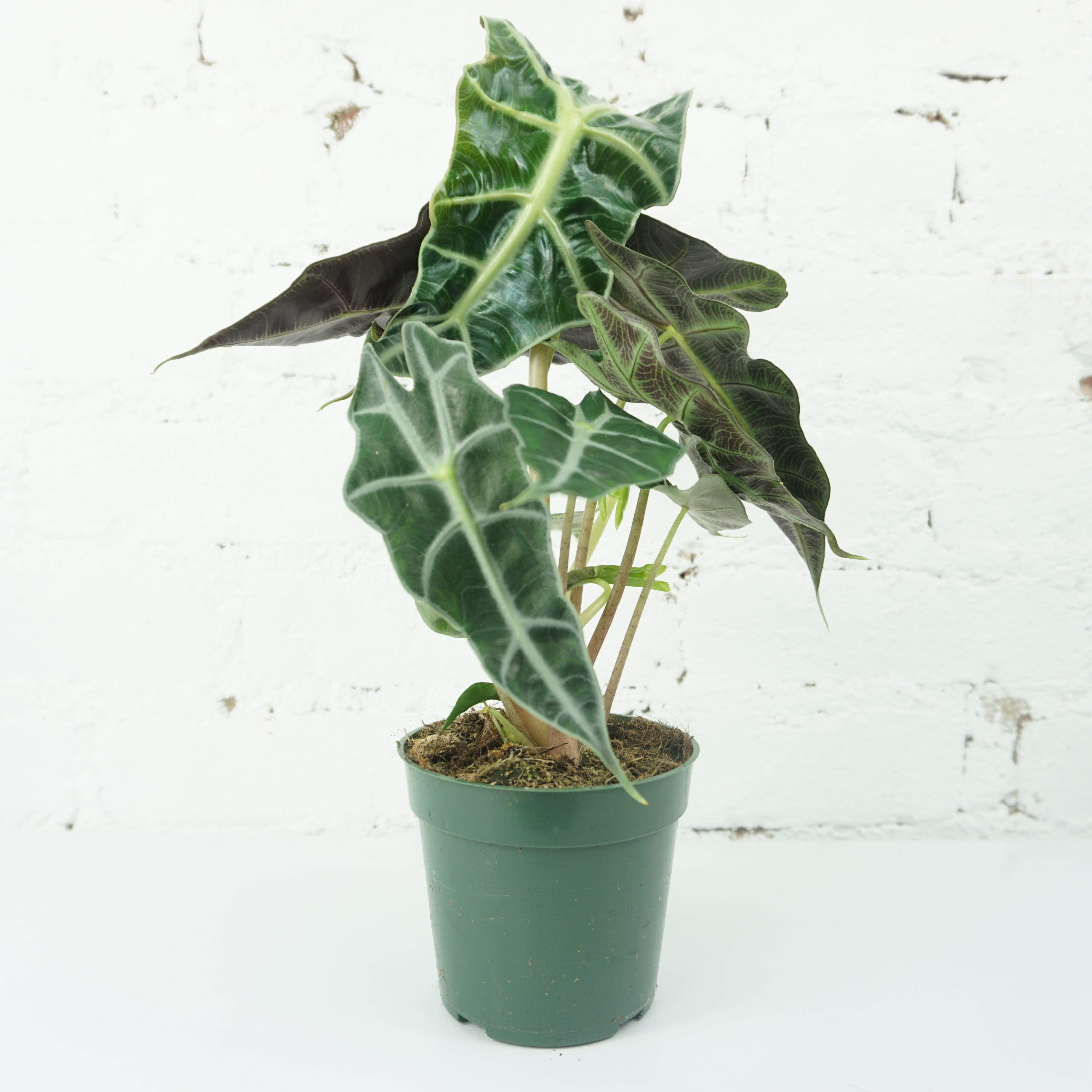 Small Alocasia 'polly' - Pafe Plants