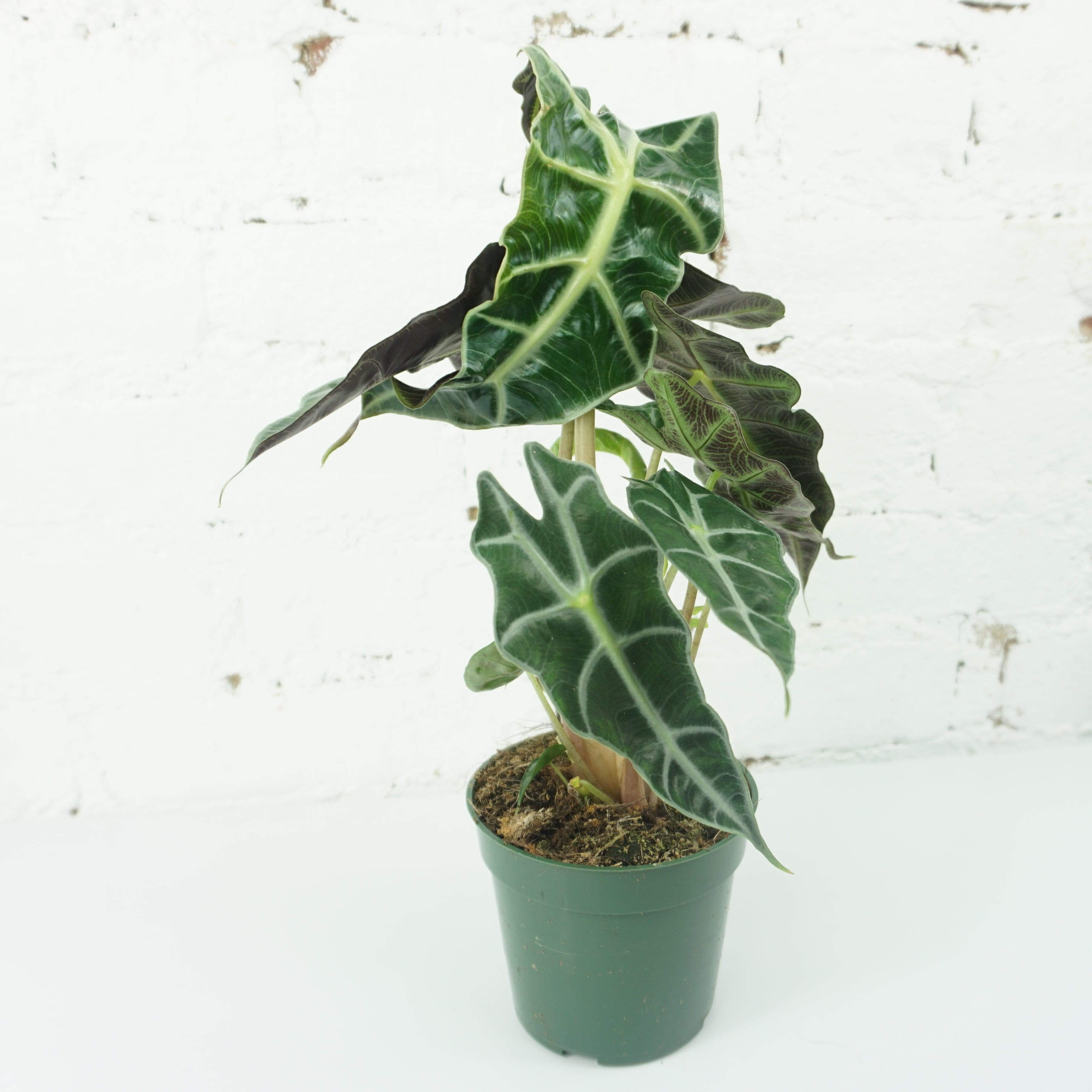 Small Alocasia 'polly' - Pafe Plants