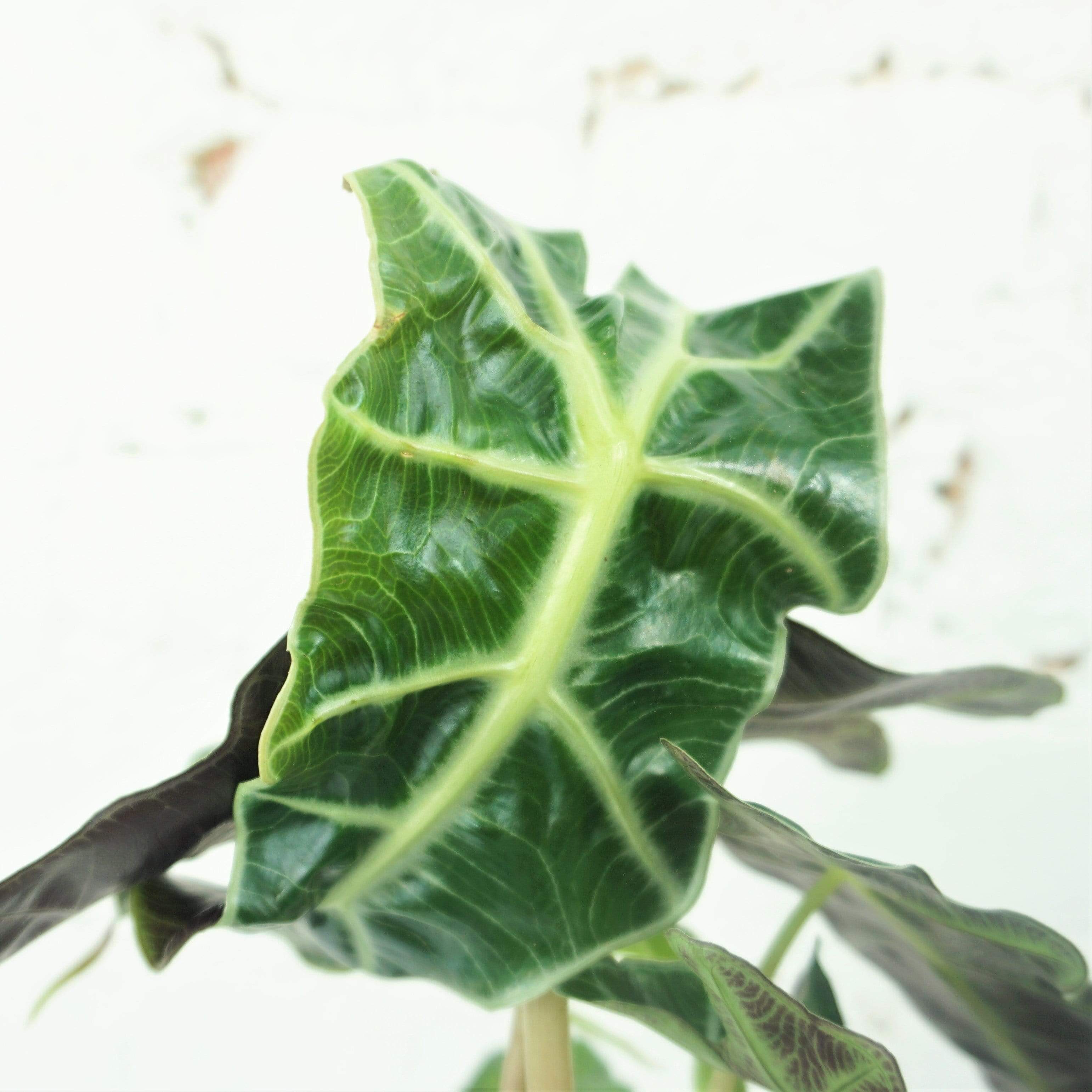 Small Alocasia 'polly' - Pafe Plants
