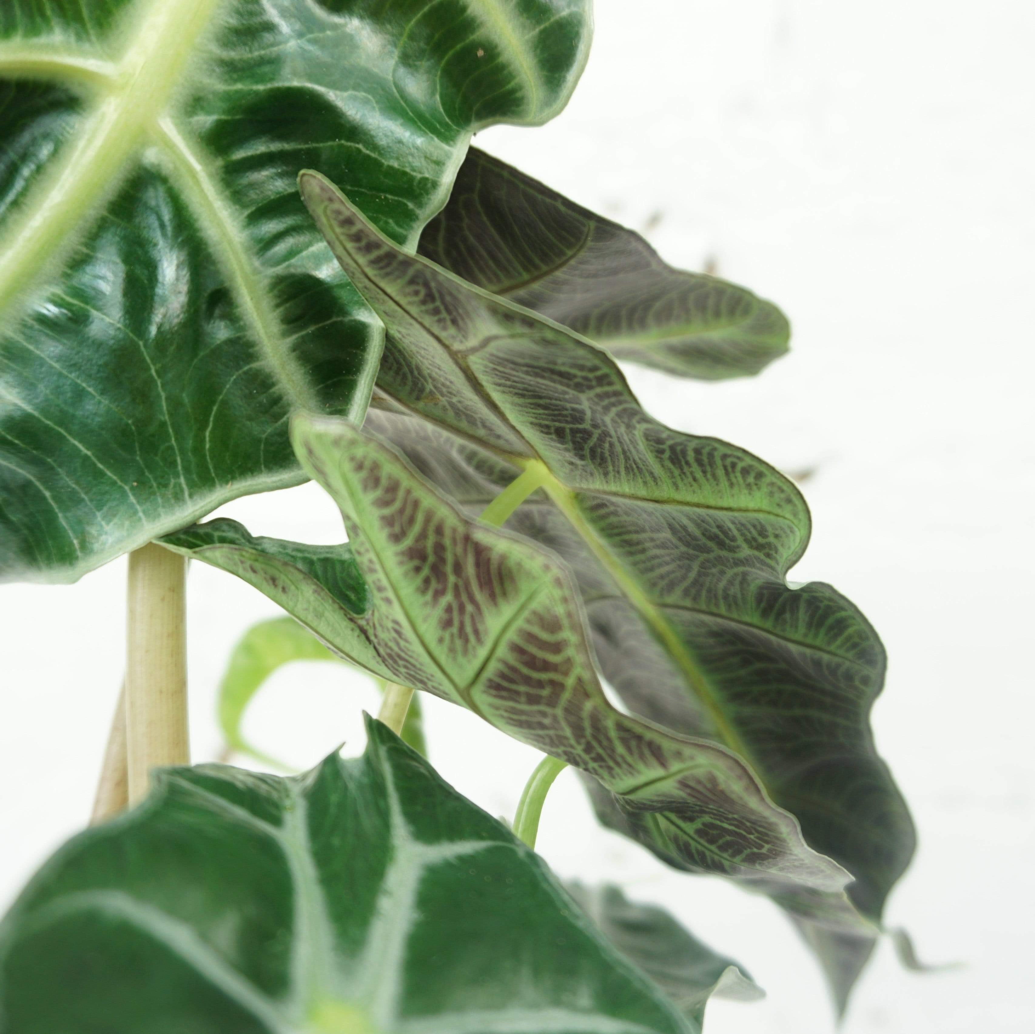 Small Alocasia 'polly' - Pafe Plants