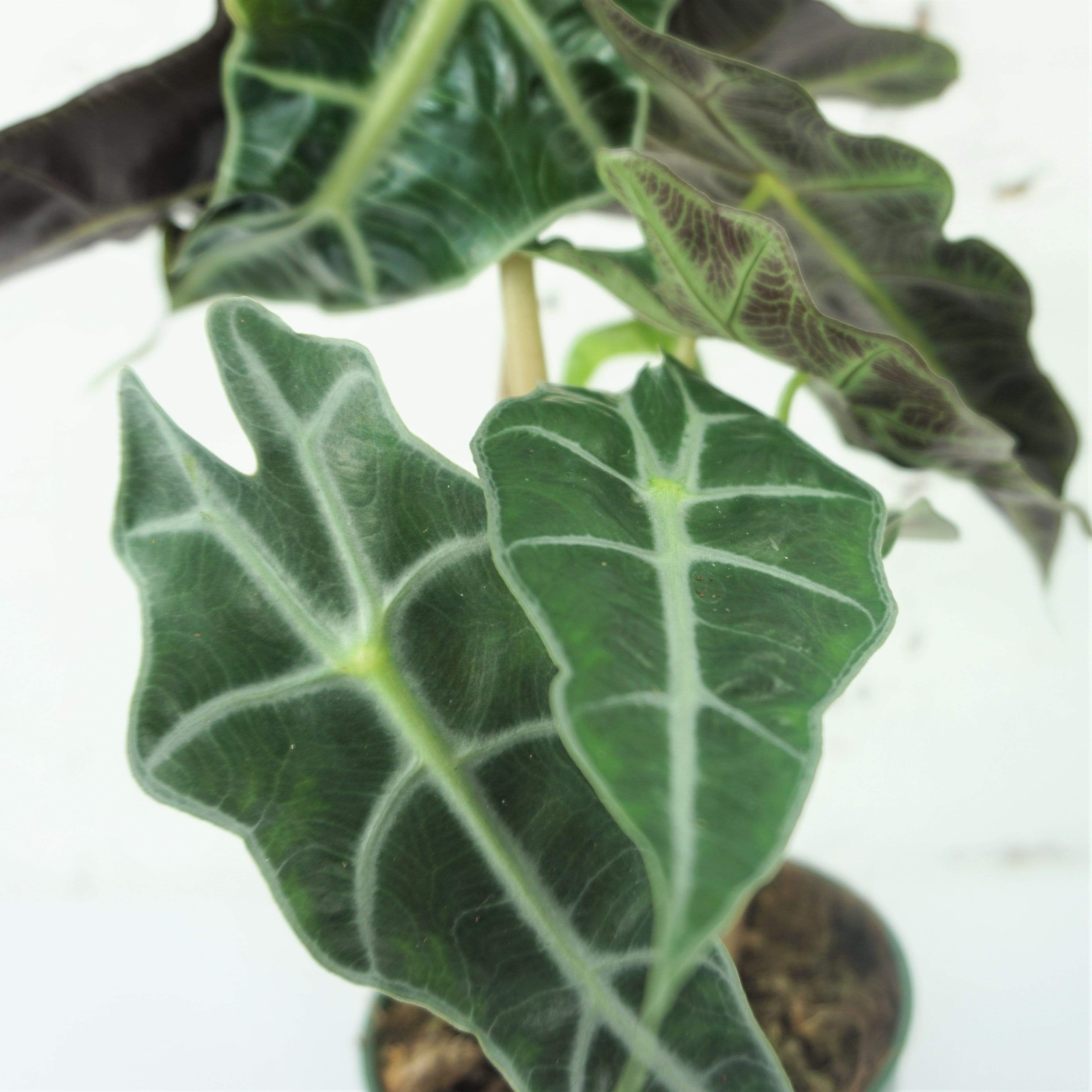 Small Alocasia 'polly' - Pafe Plants