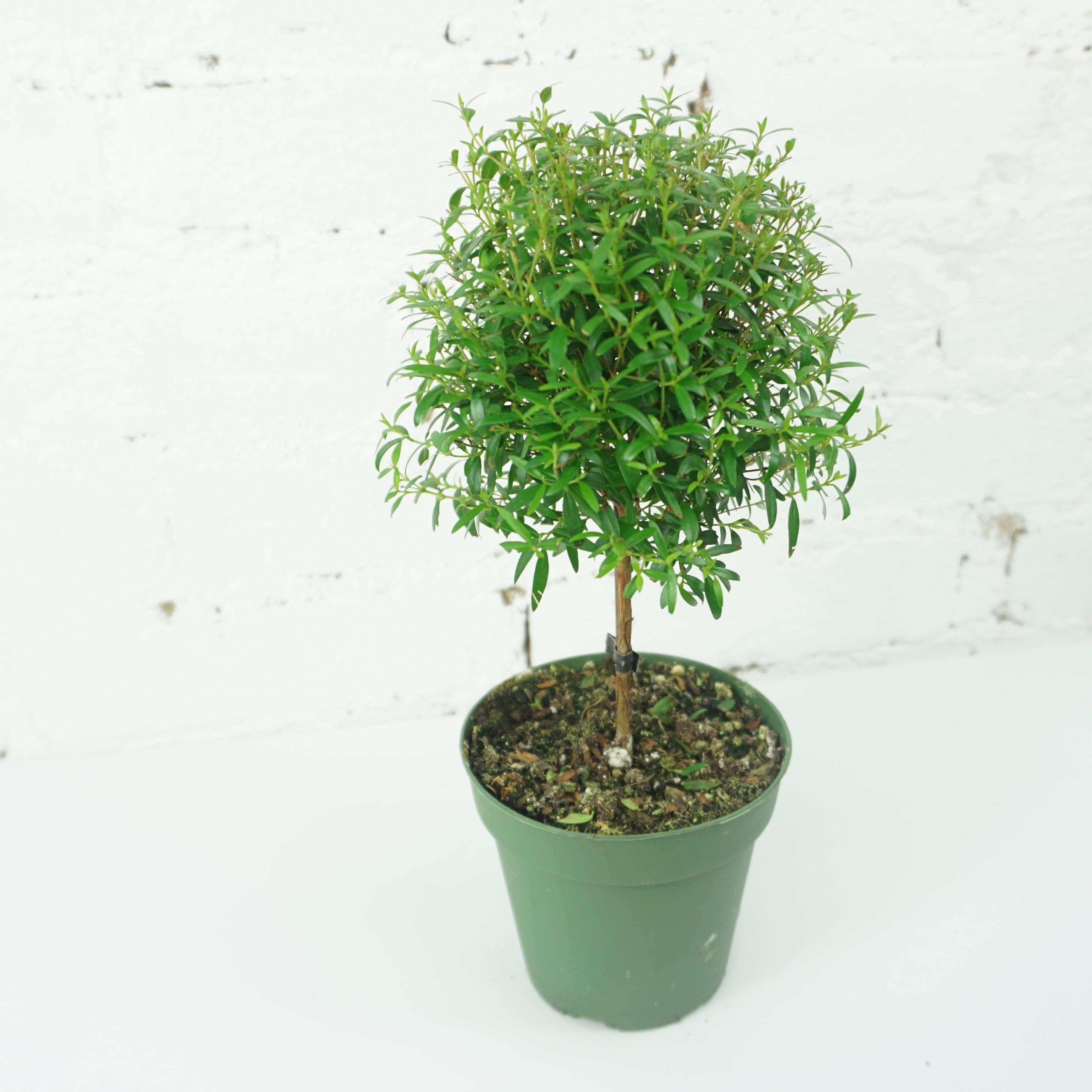 Small Common Myrtle - Pafe Plants