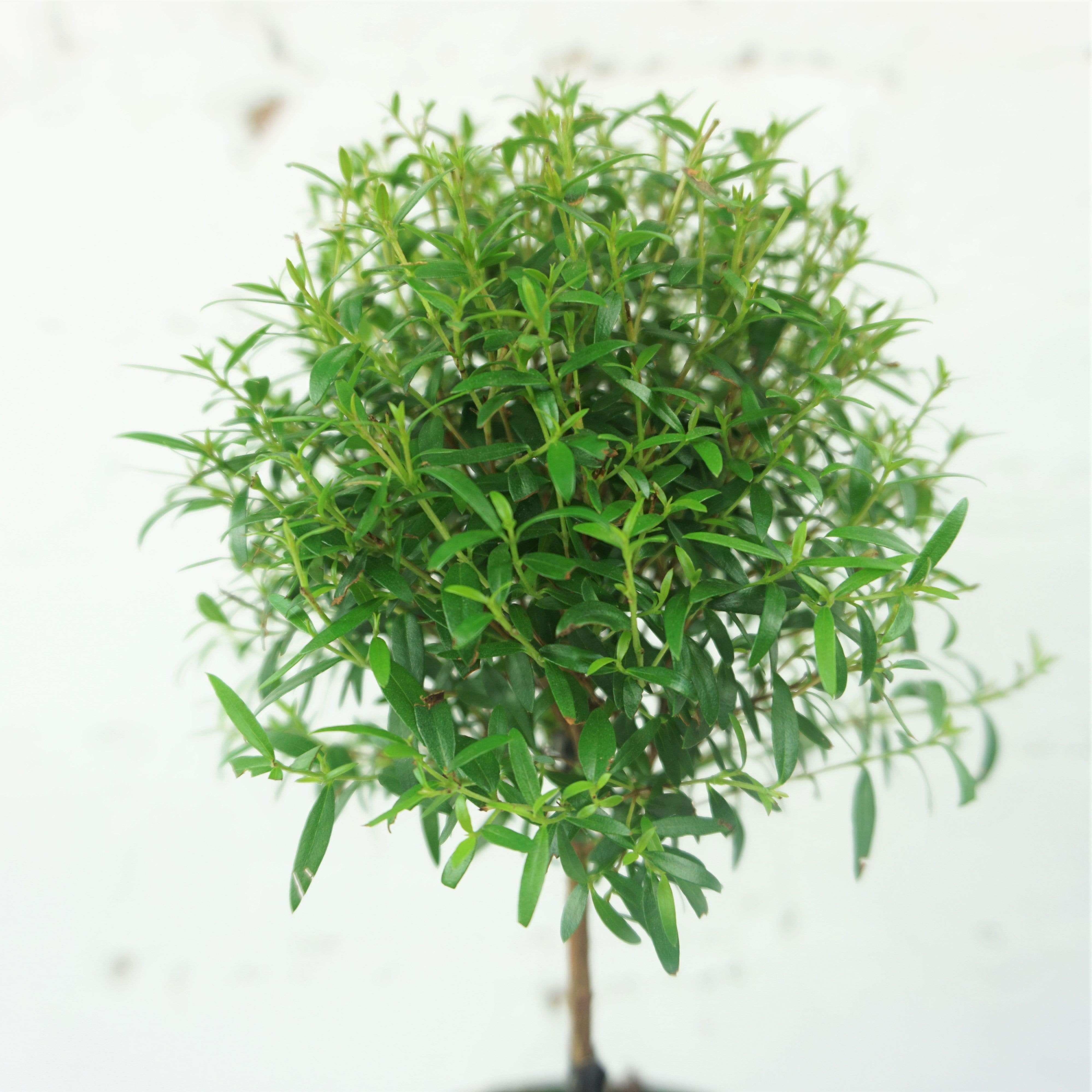 Small Common Myrtle - Pafe Plants