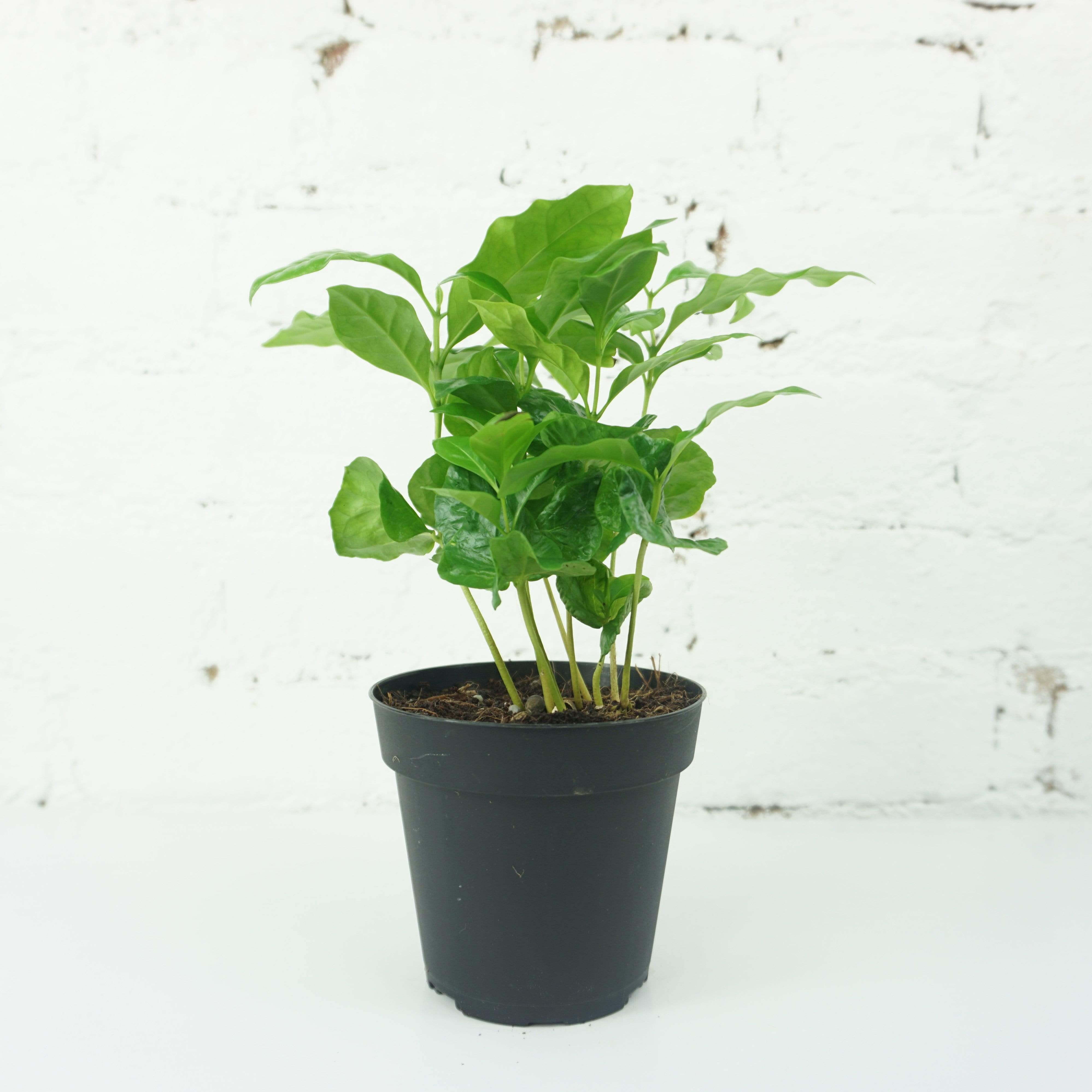 Small Coffee Plant - Pafe Plants