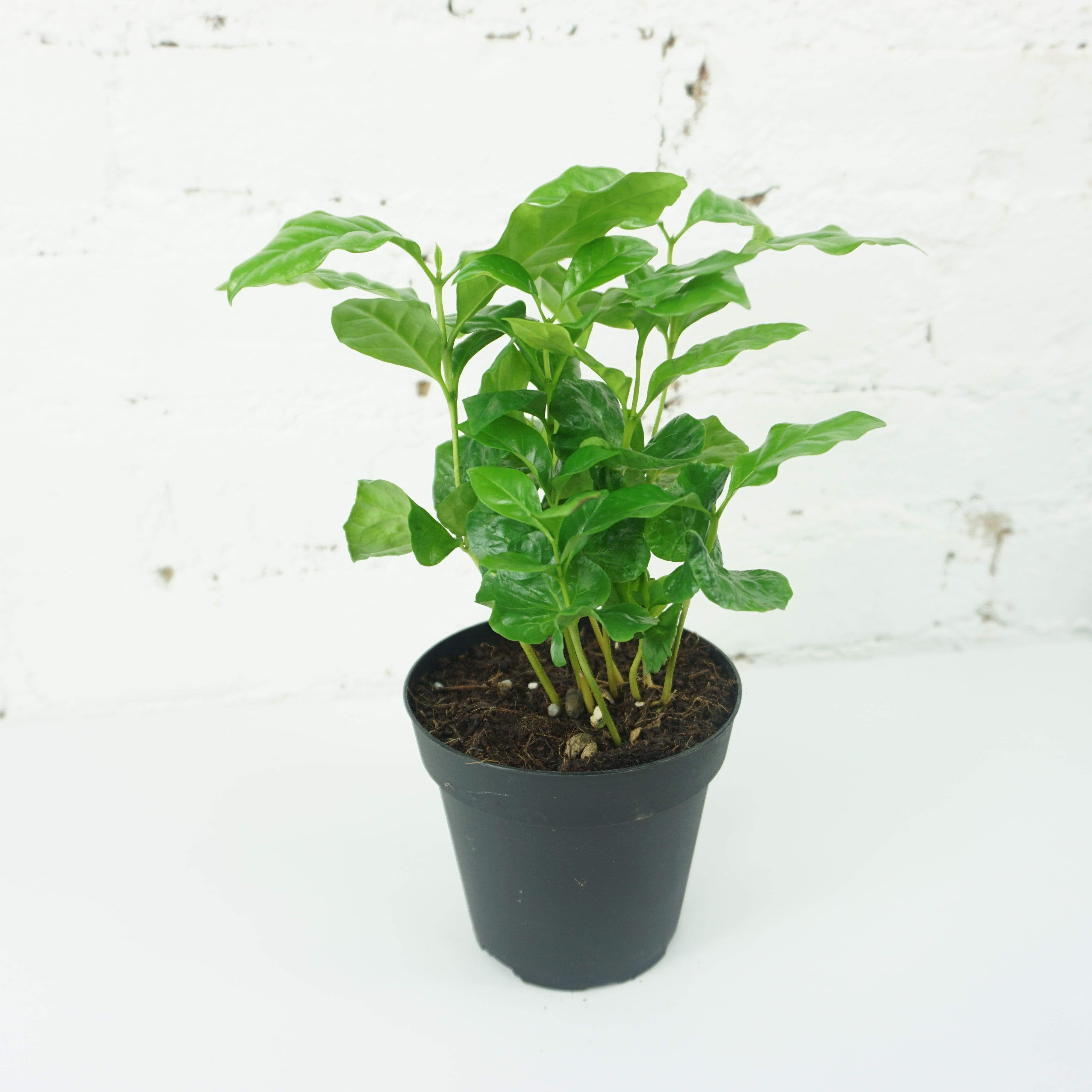 Small Coffee Plant - Pafe Plants