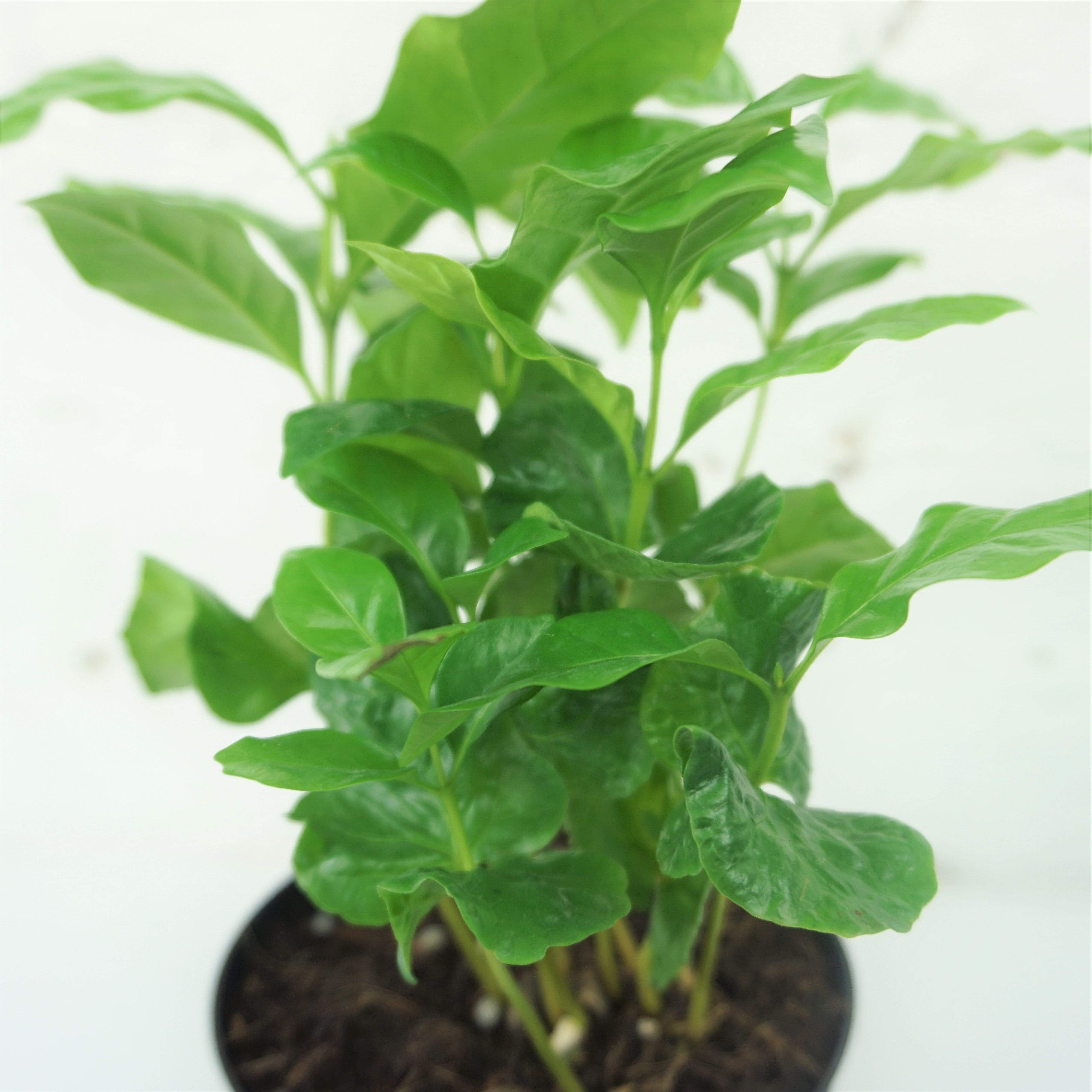 Small Coffee Plant - Pafe Plants