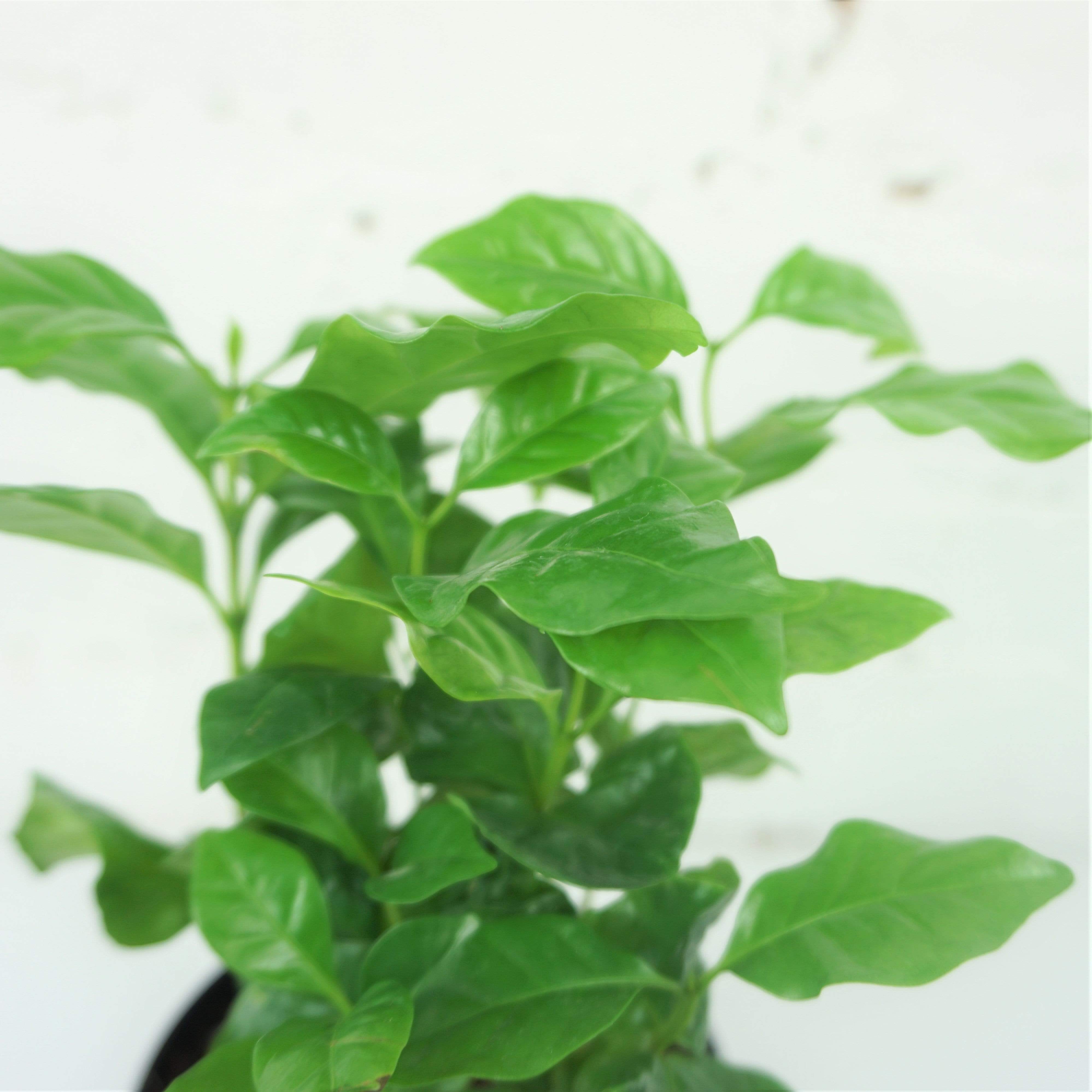 Small Coffee Plant - Pafe Plants