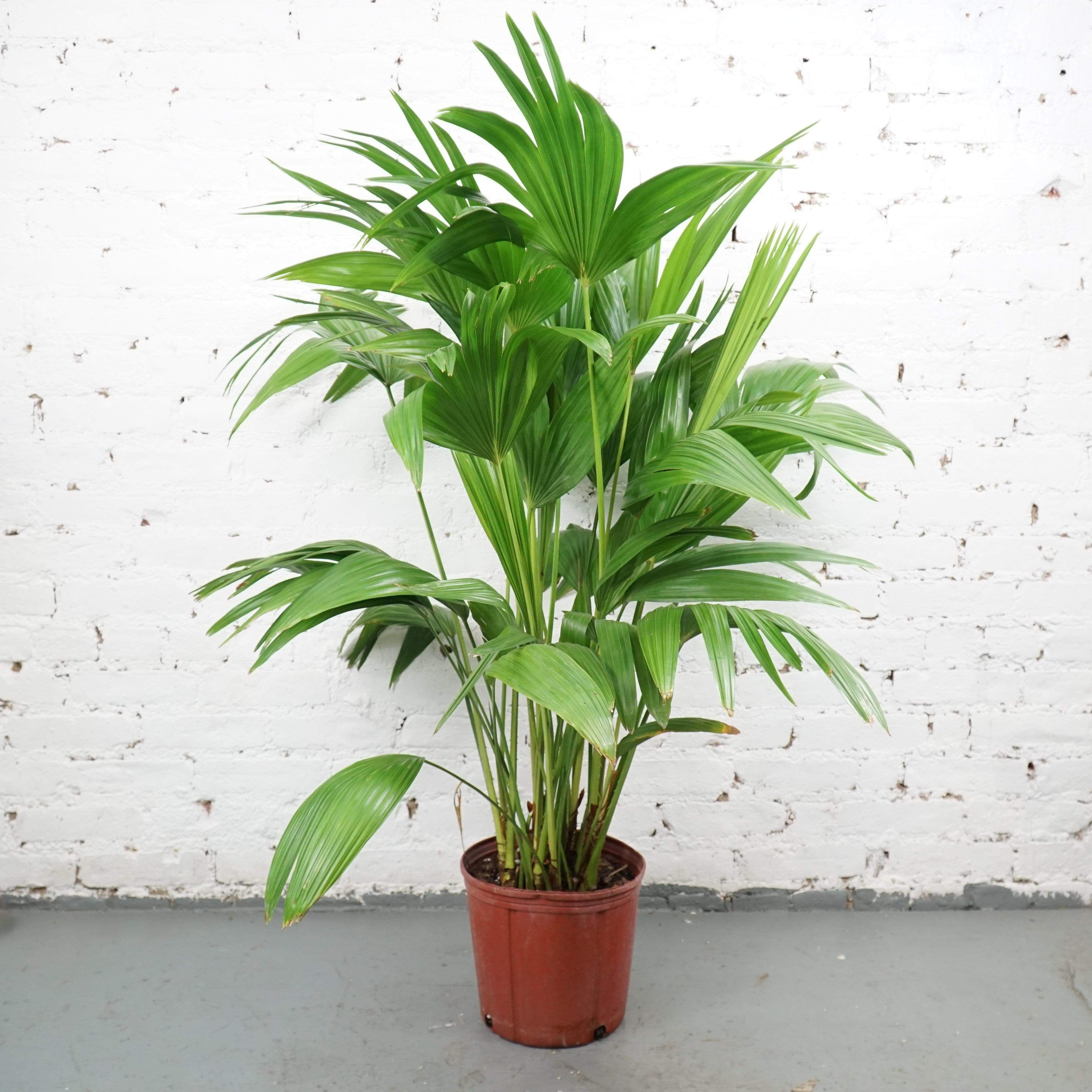 Large Chinese Fan Palm - Pafe Plants