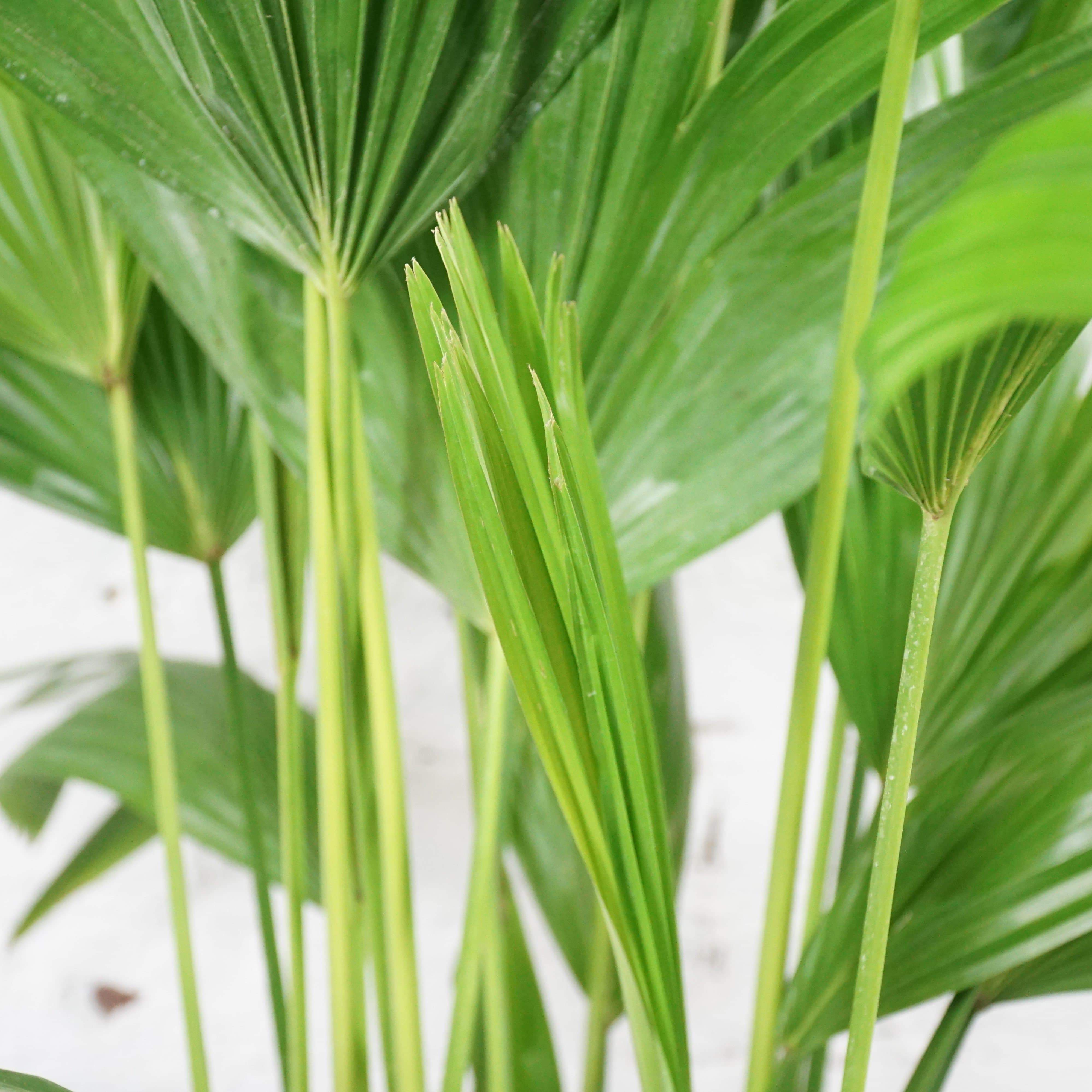 Large Chinese Fan Palm - Pafe Plants