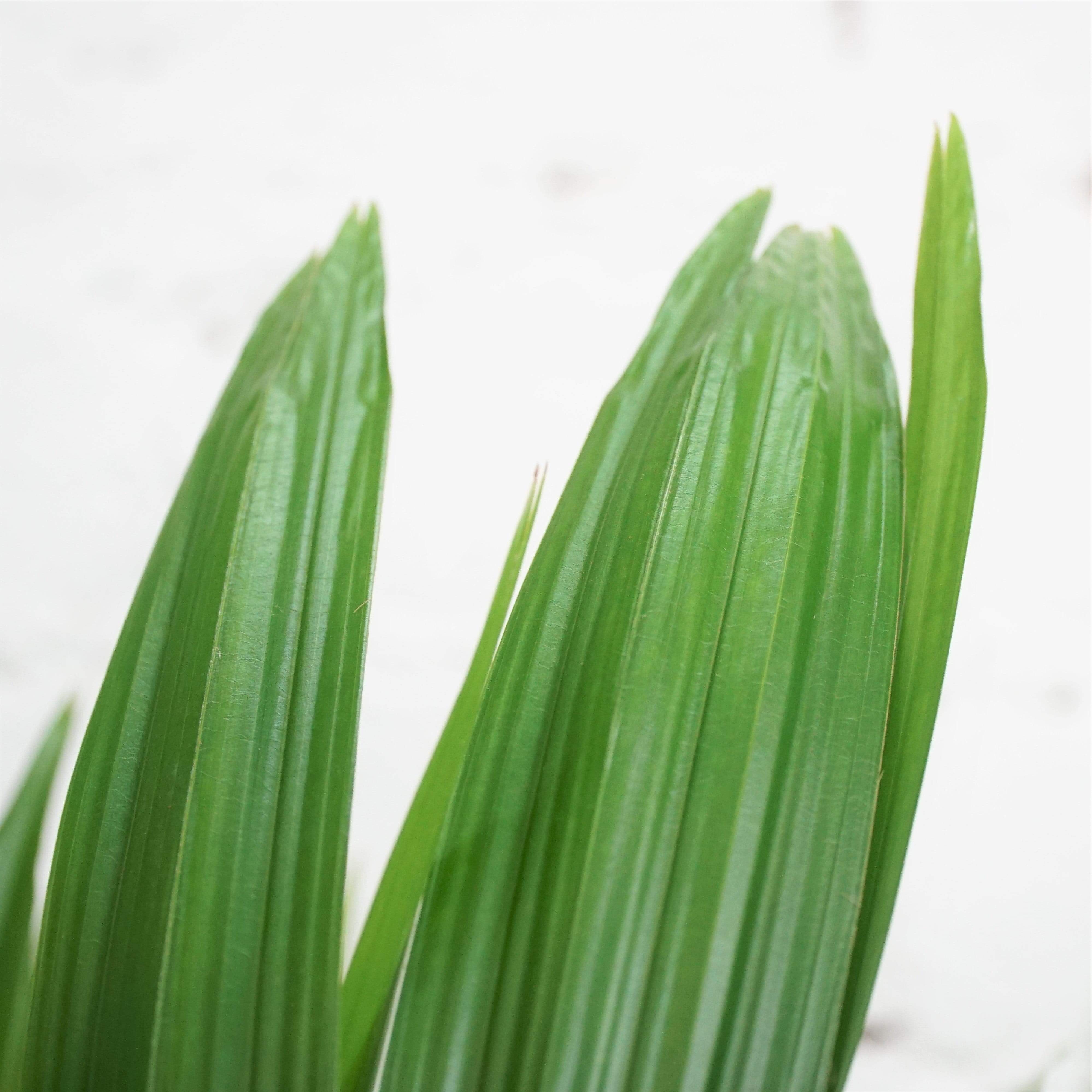 Large Chinese Fan Palm - Pafe Plants